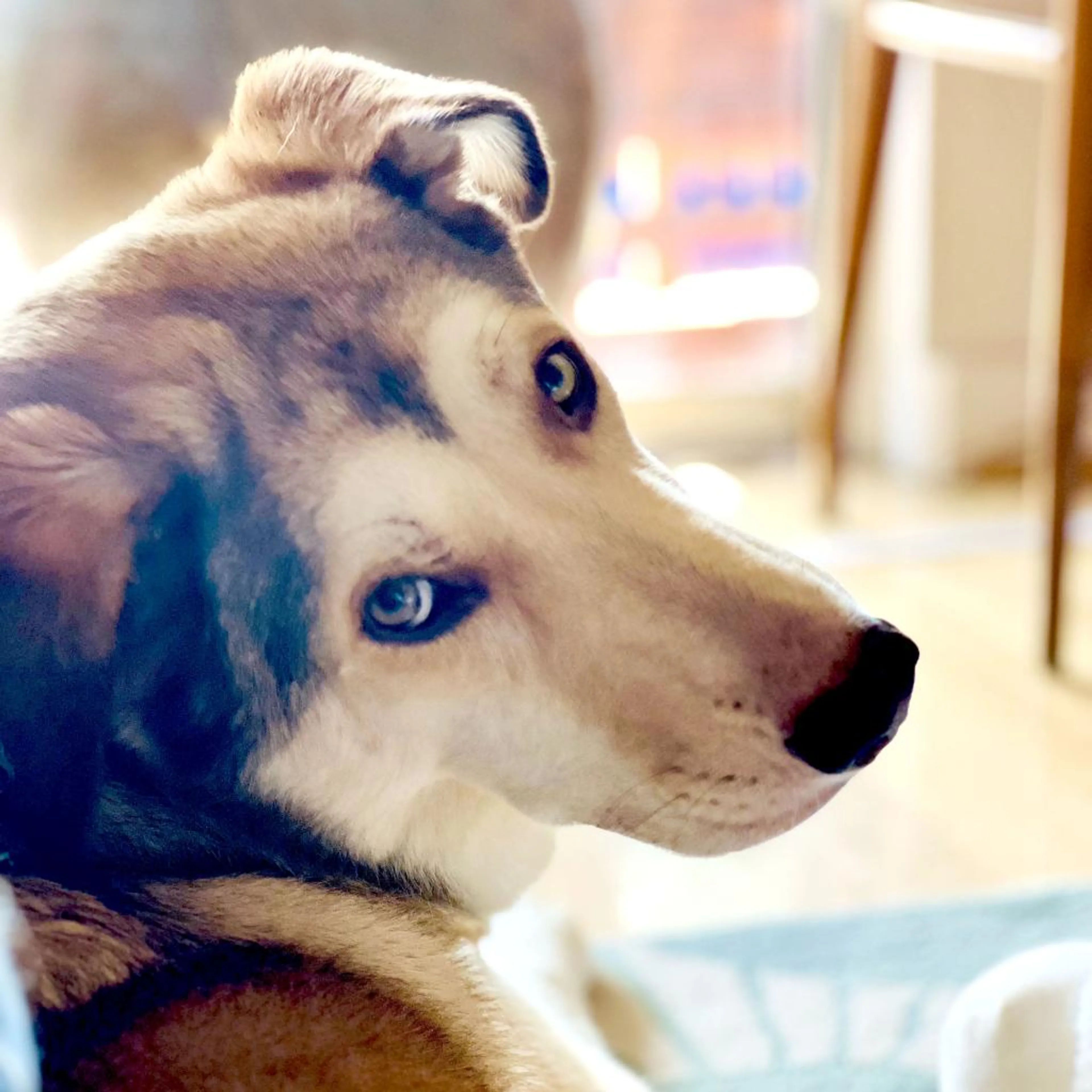 Found pet-5