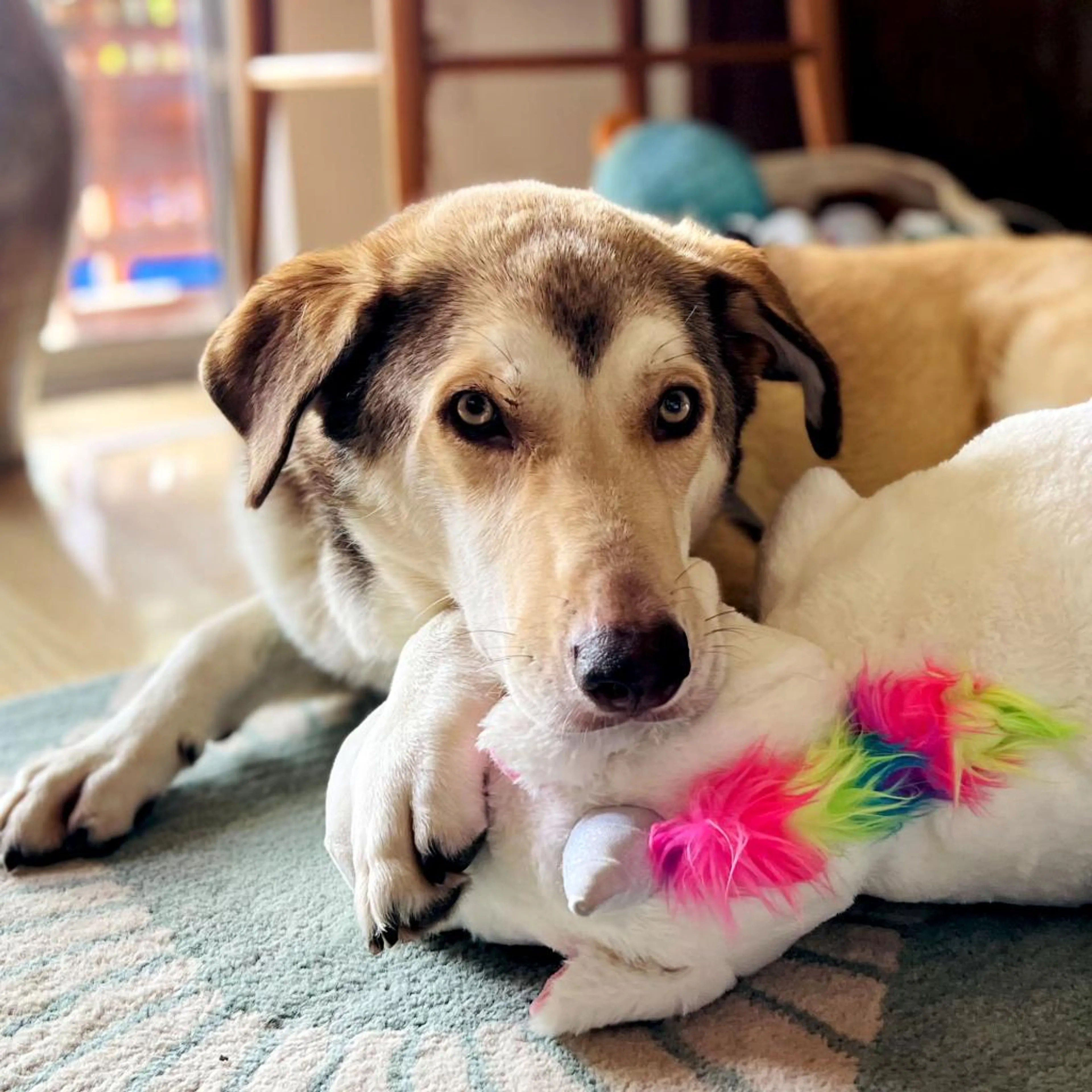 Found pet-3