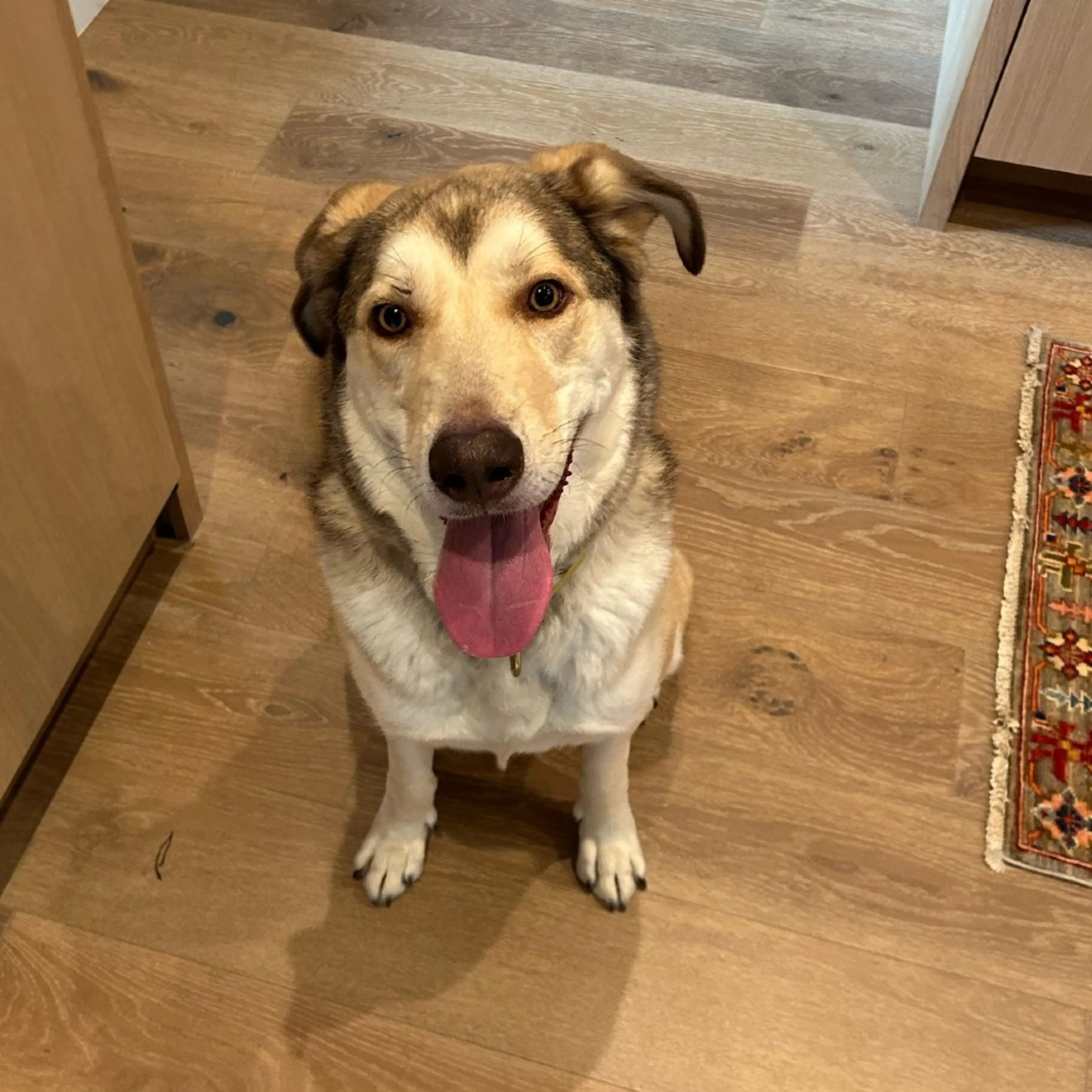 Found pet-14