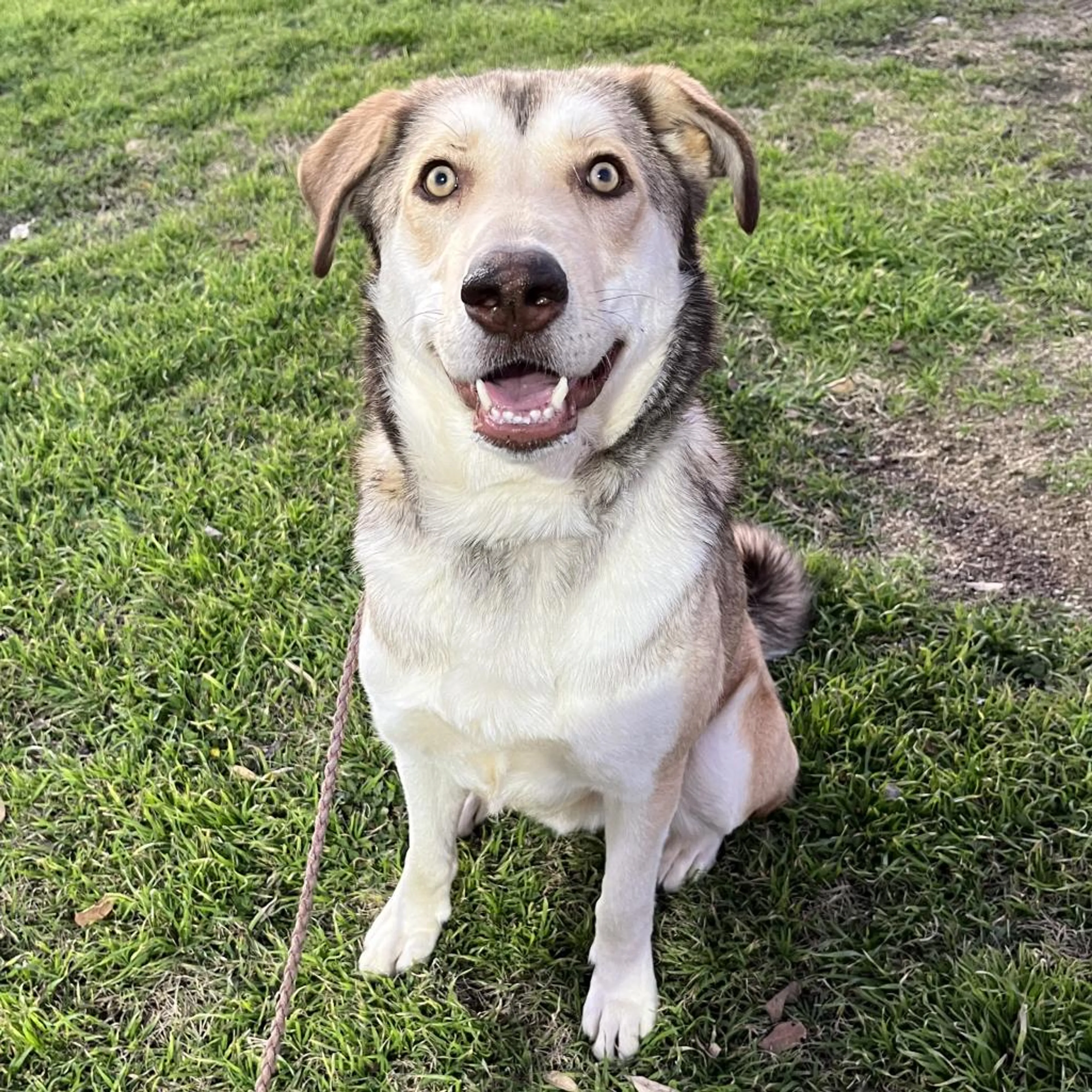 Found pet-6