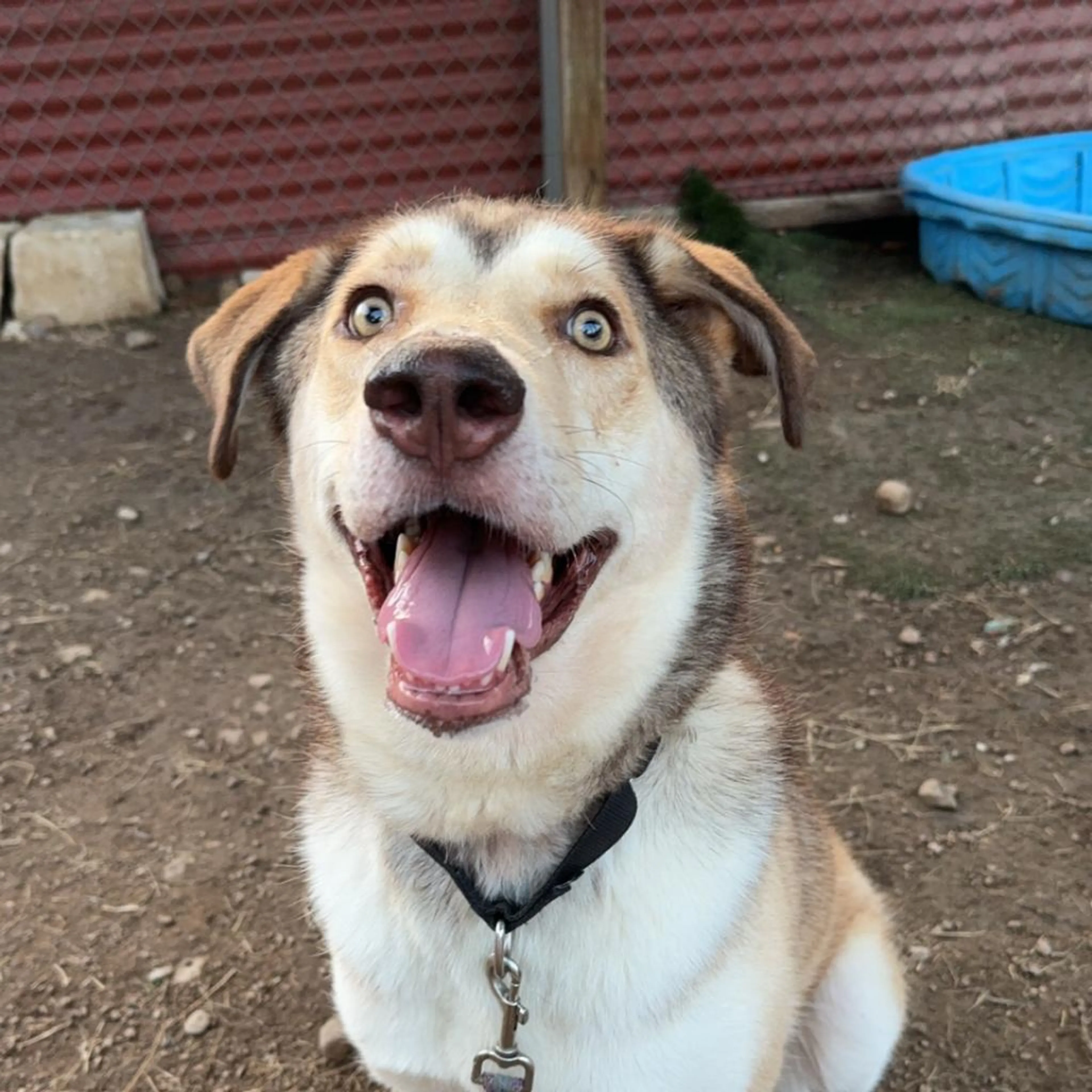 Found pet-2