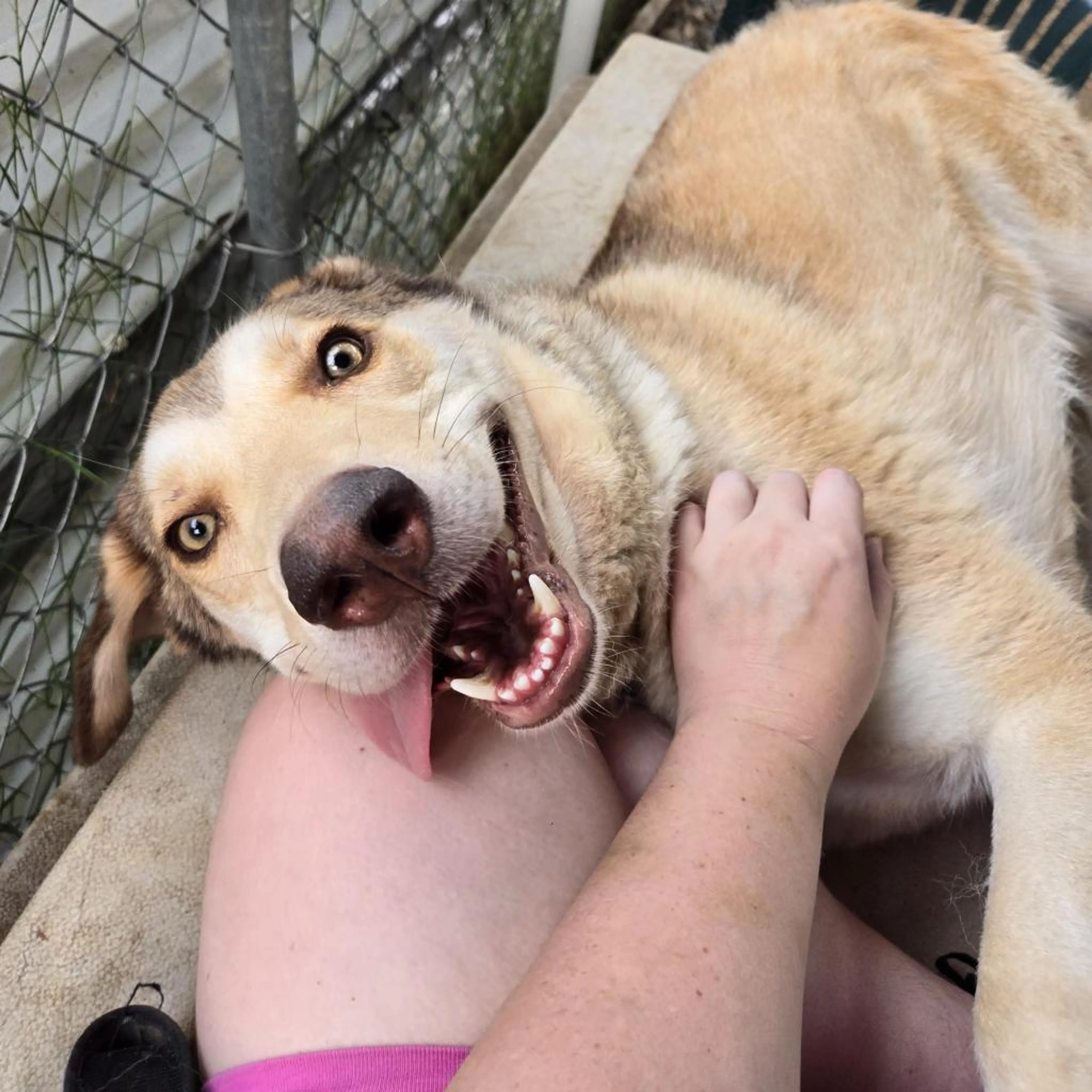 Found pet-7