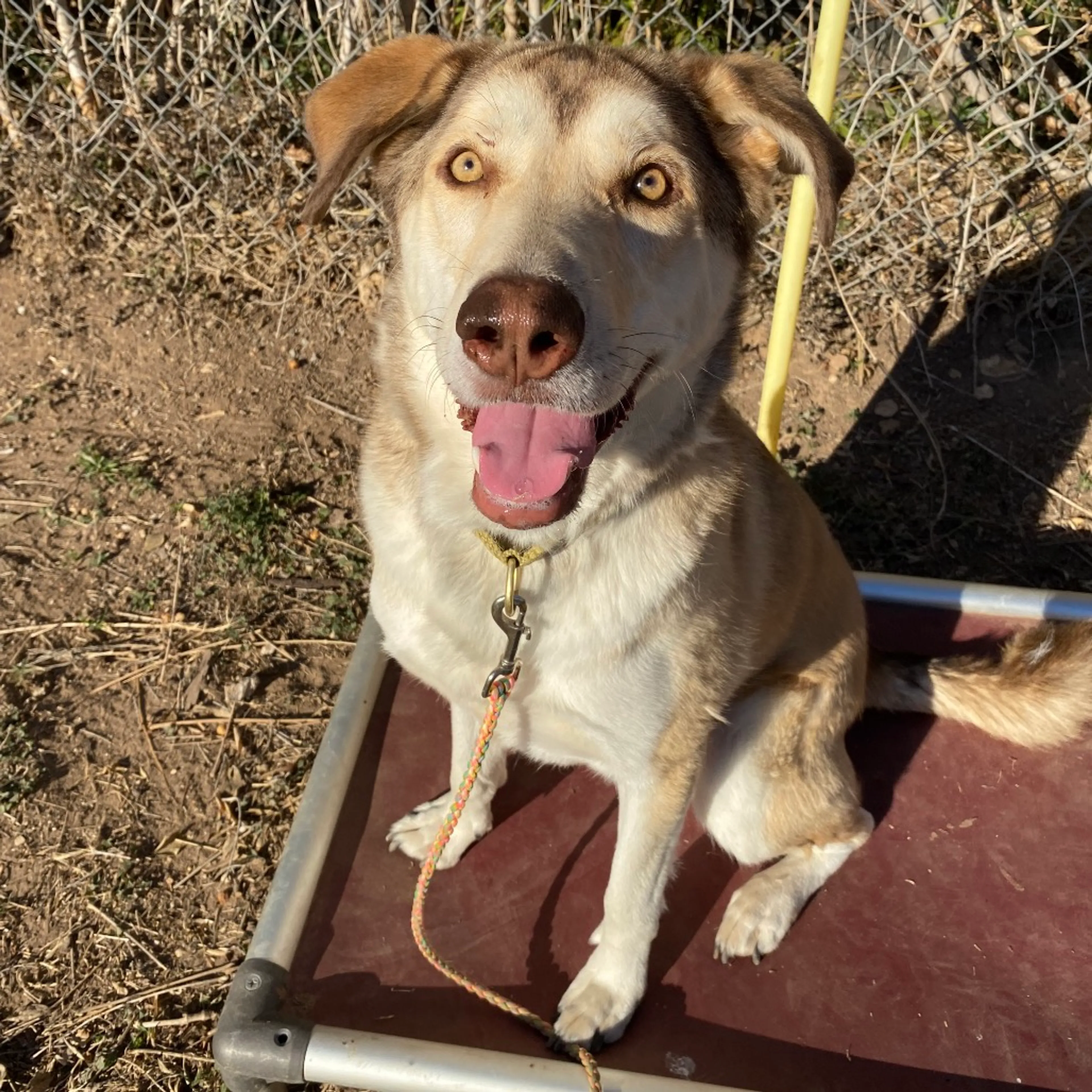 Found pet-17