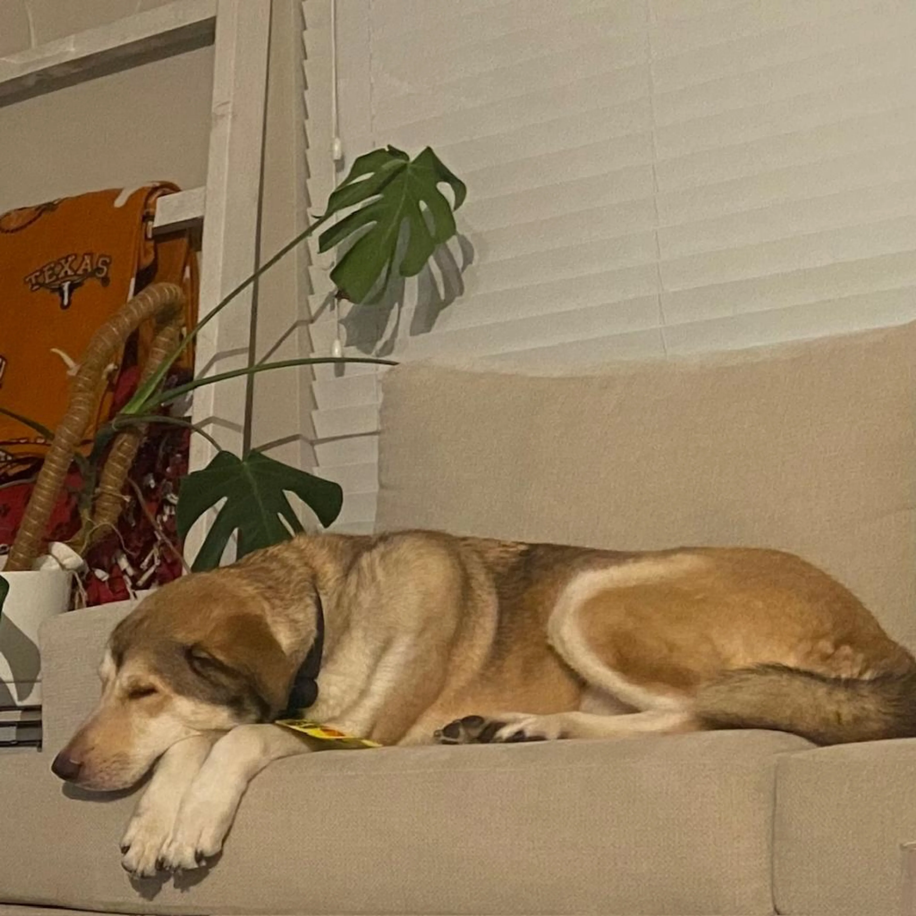 Found pet-1