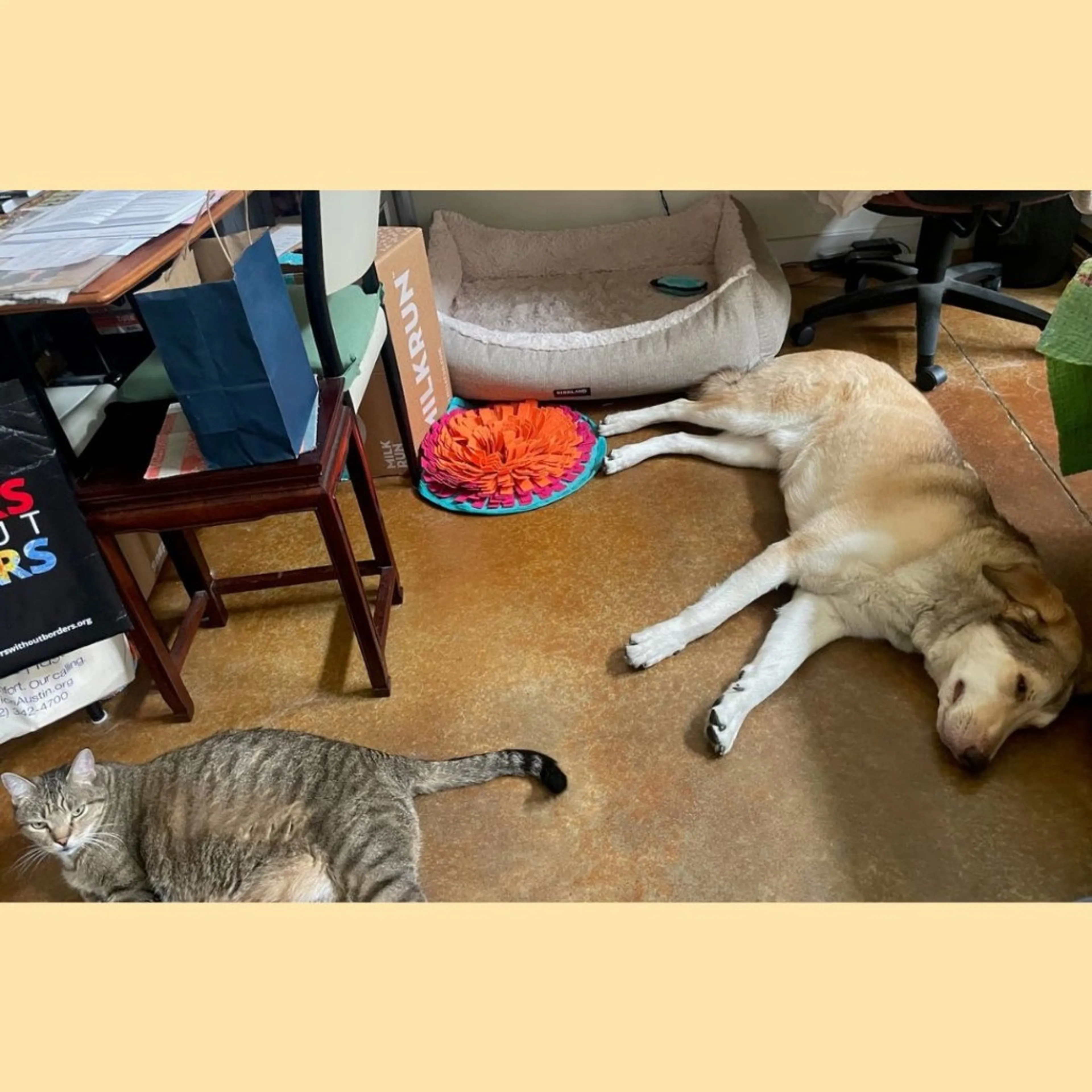Found pet-16
