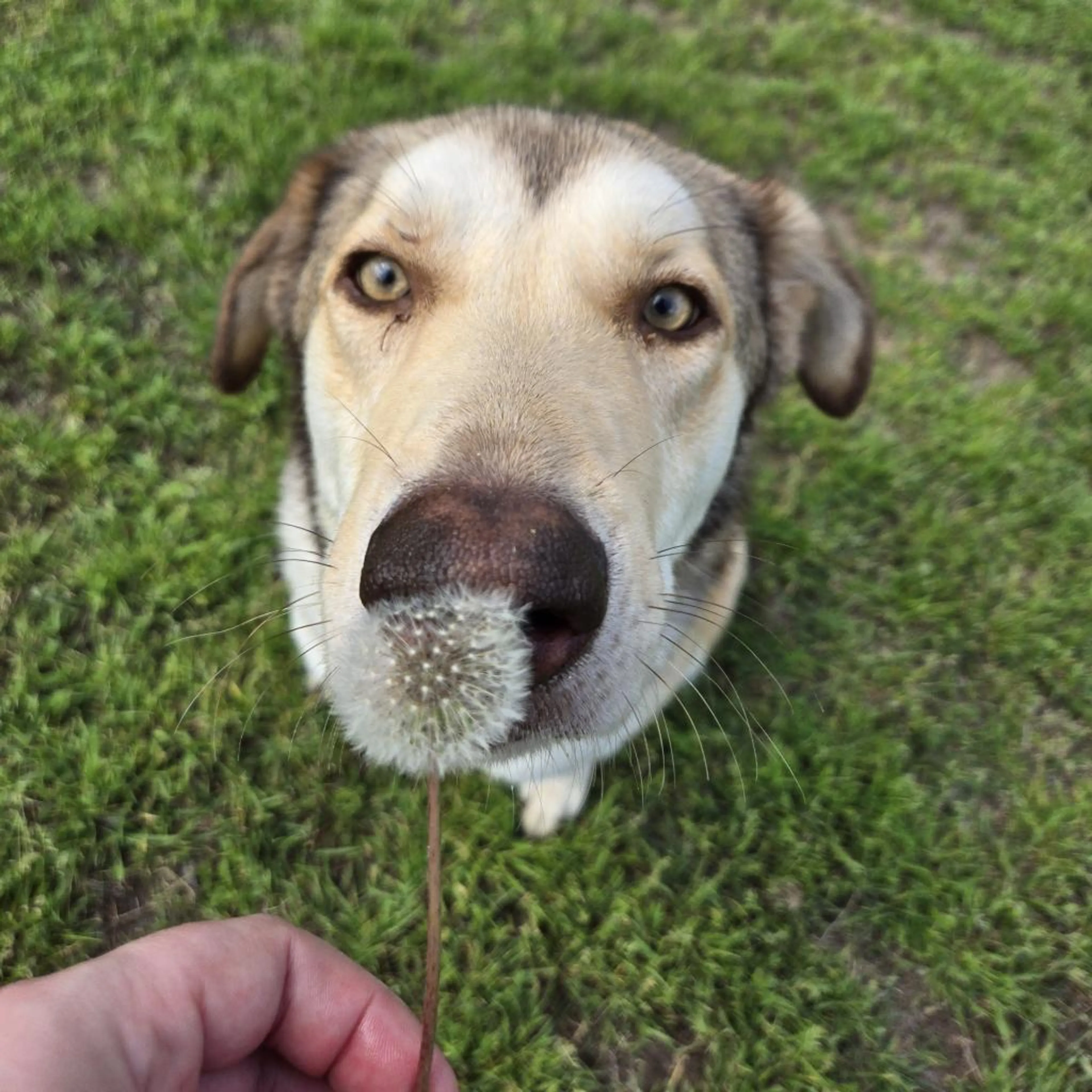 Found pet-11