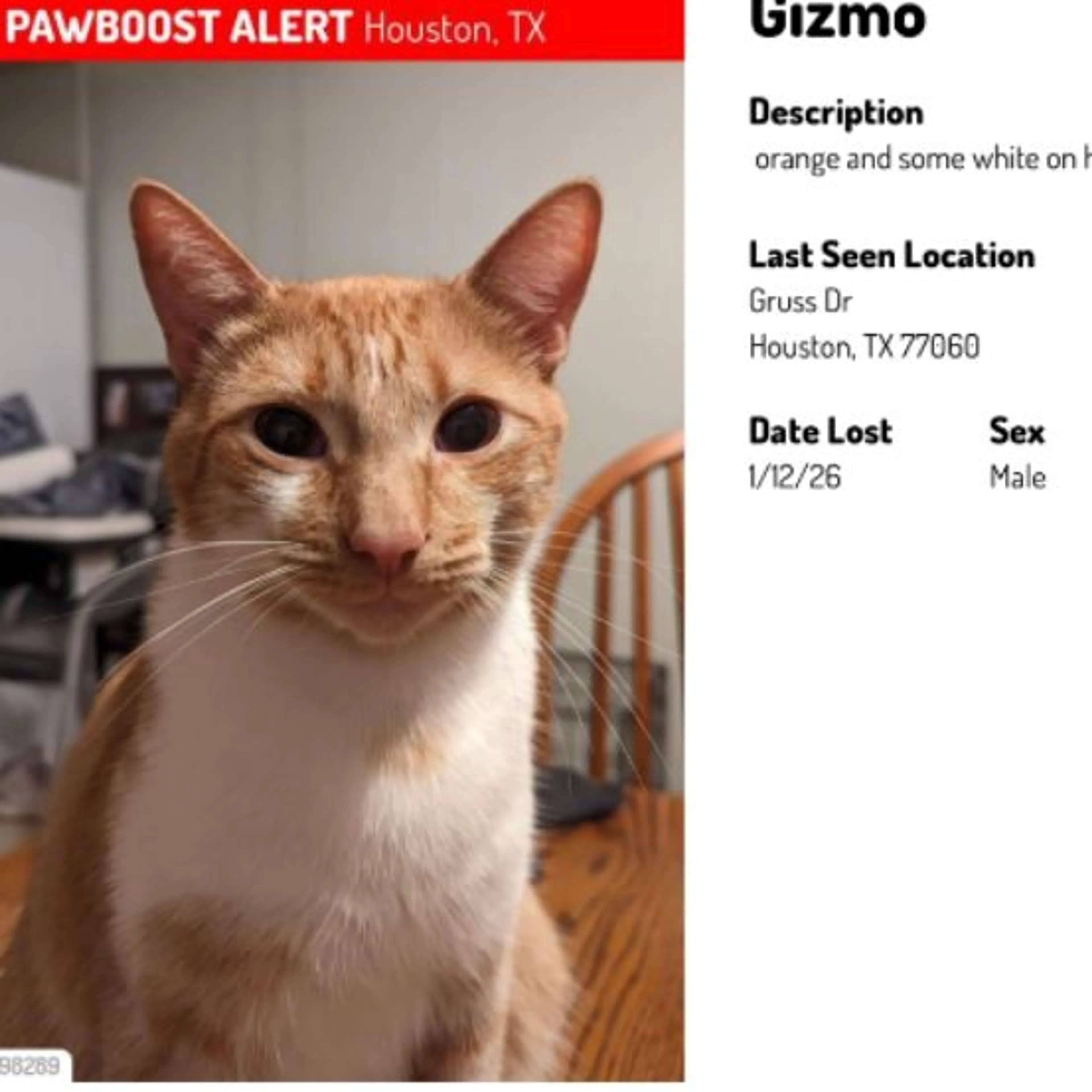Lost pet