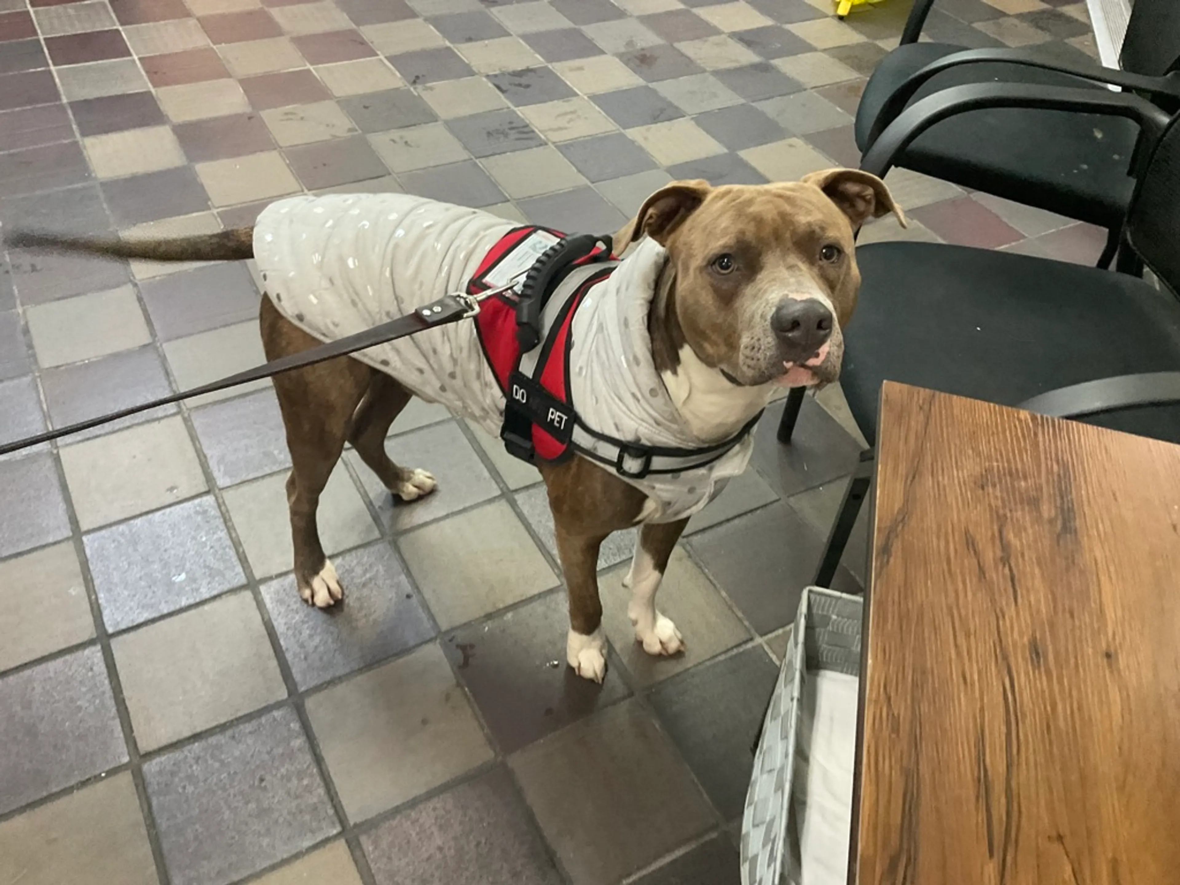 Found pet-2