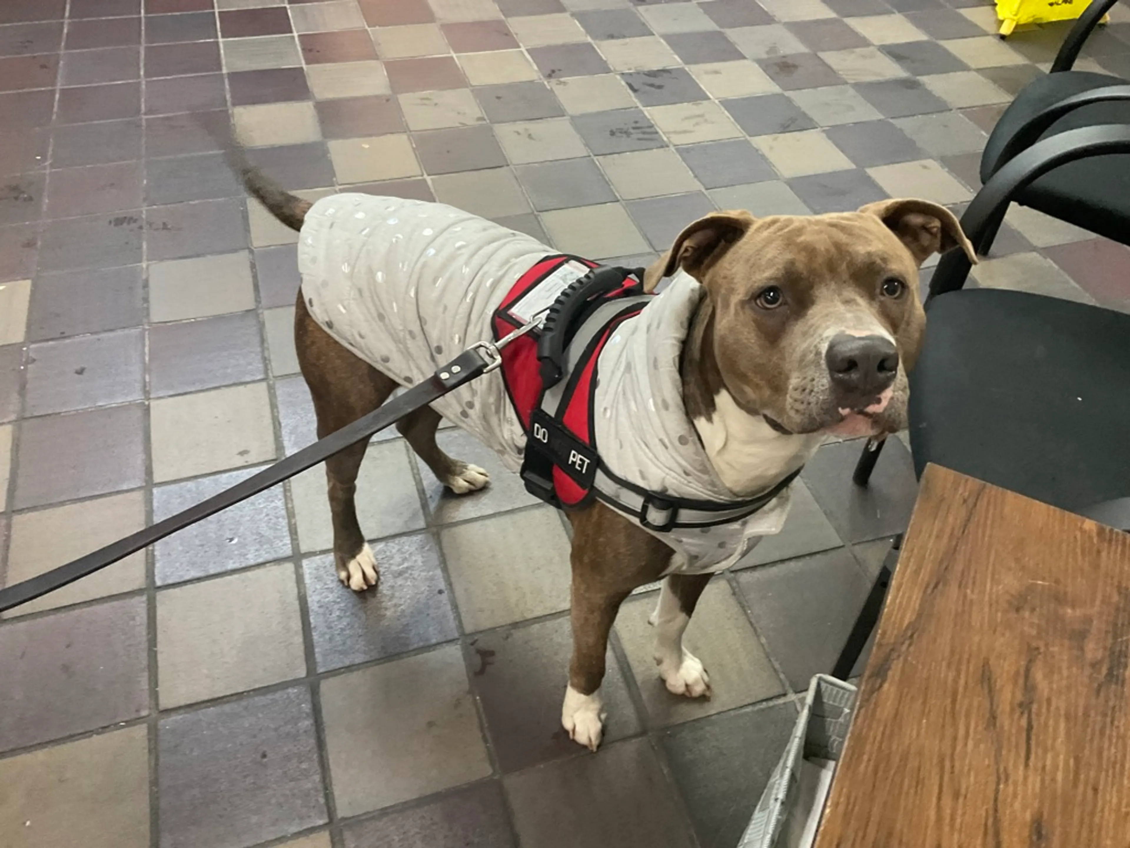 Found pet-3