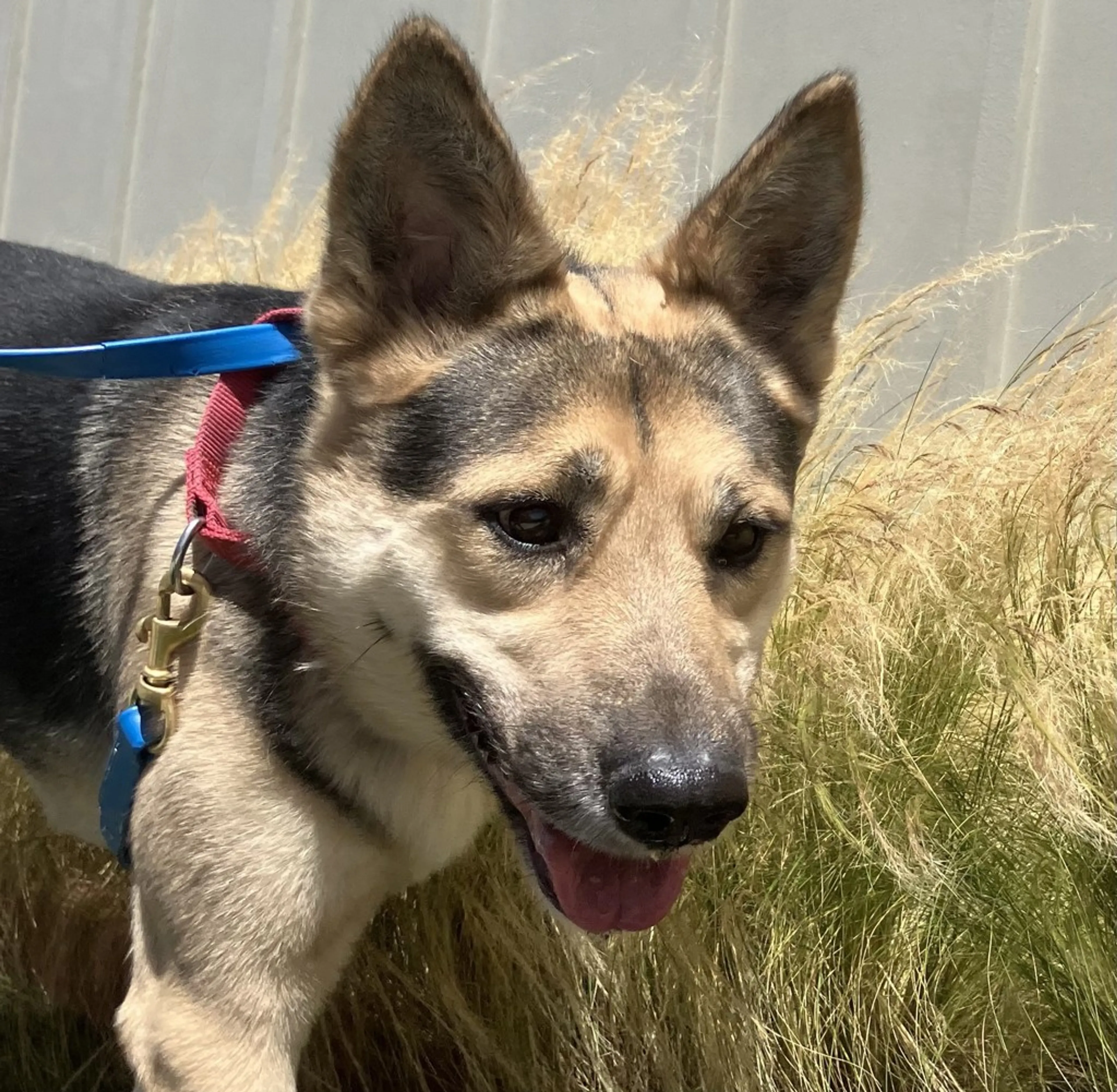 Found pet-1