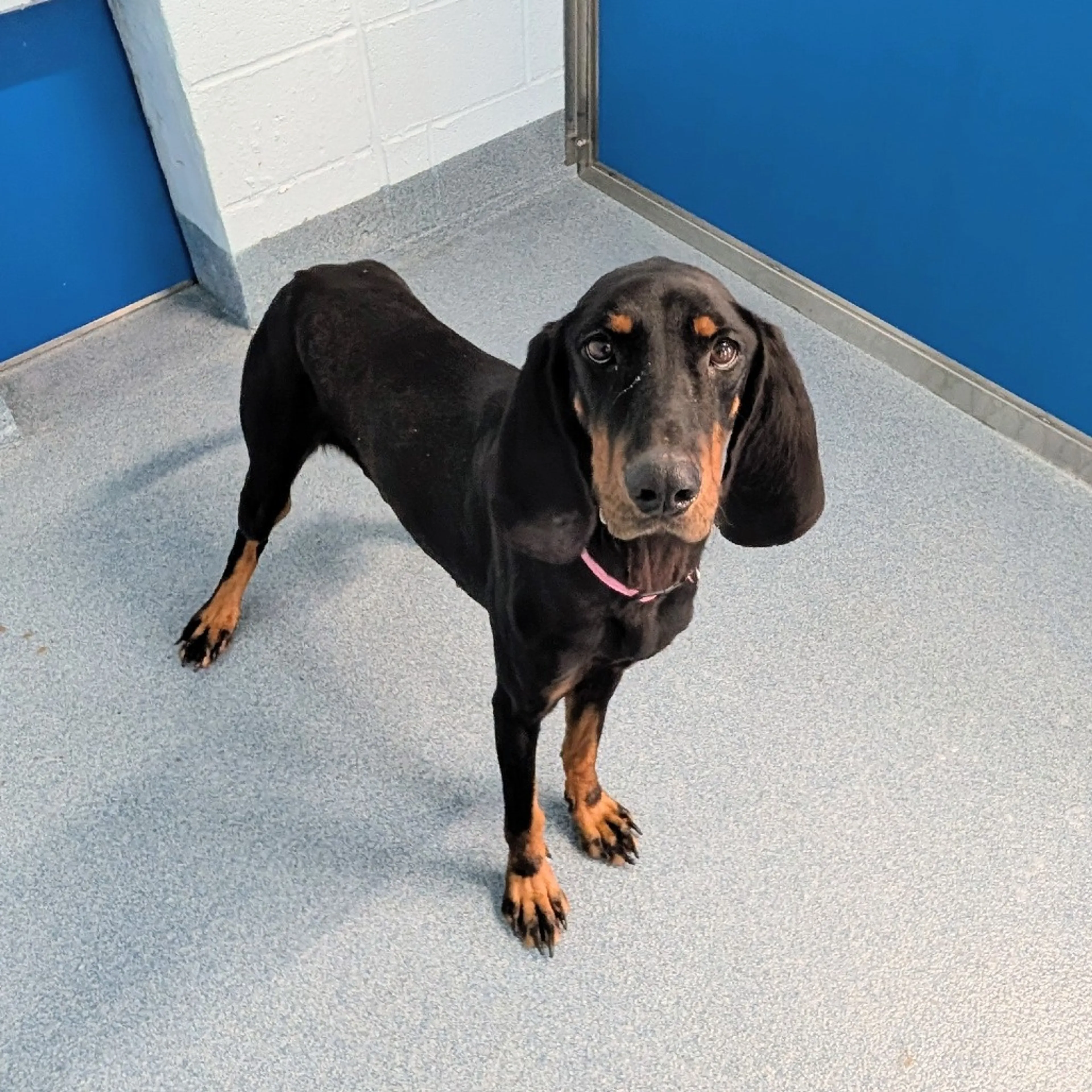 Found pet-1