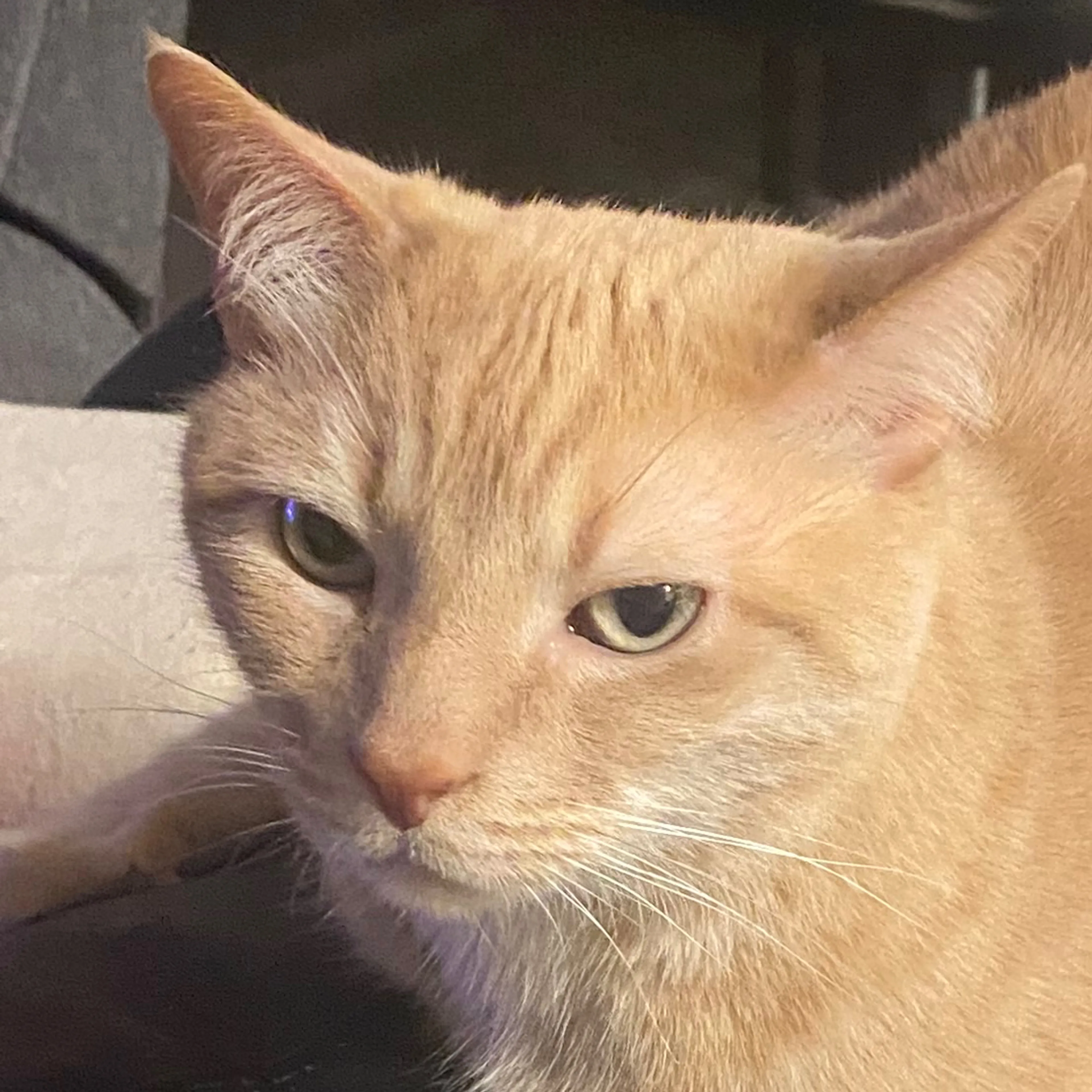 Lost pet-2