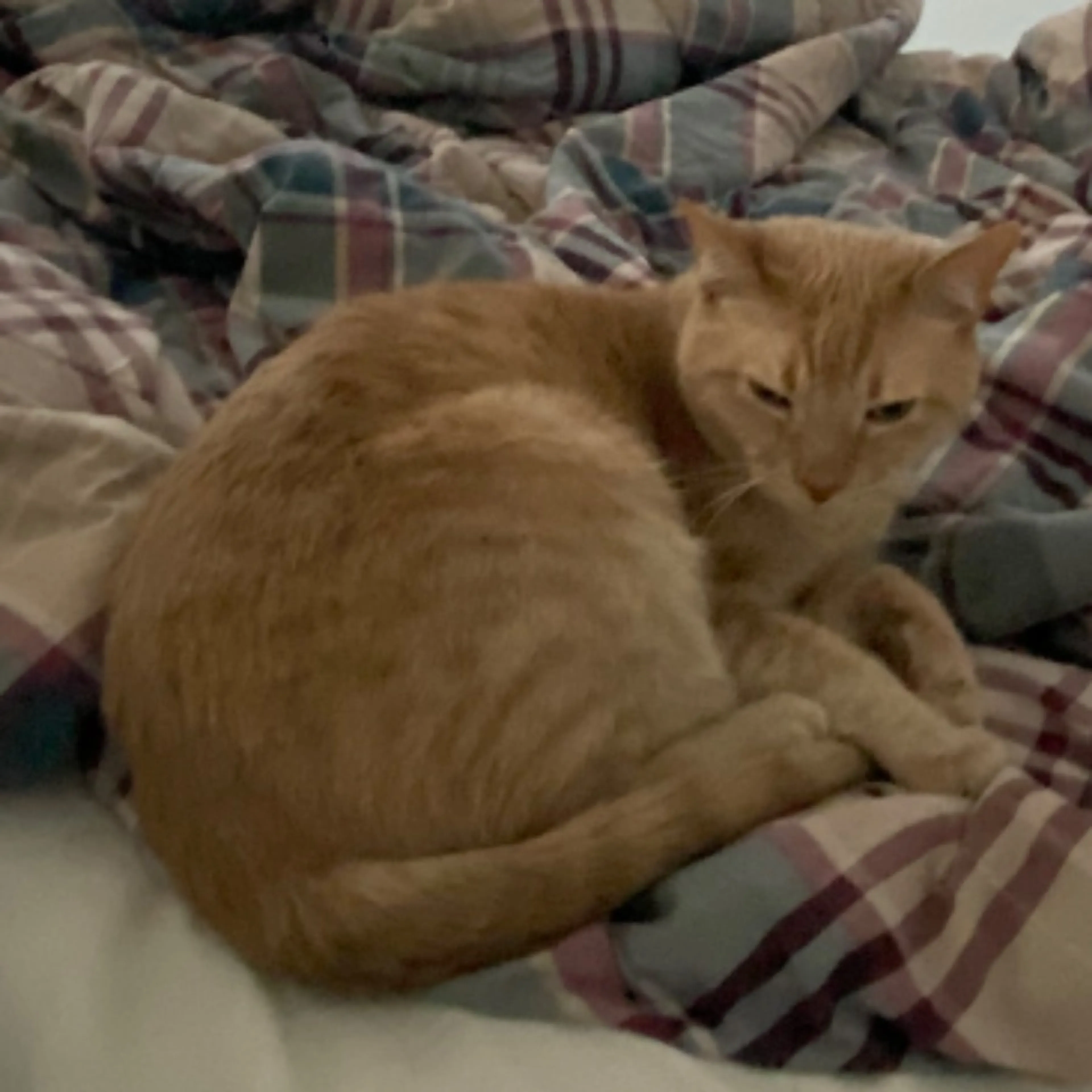 Lost pet-0