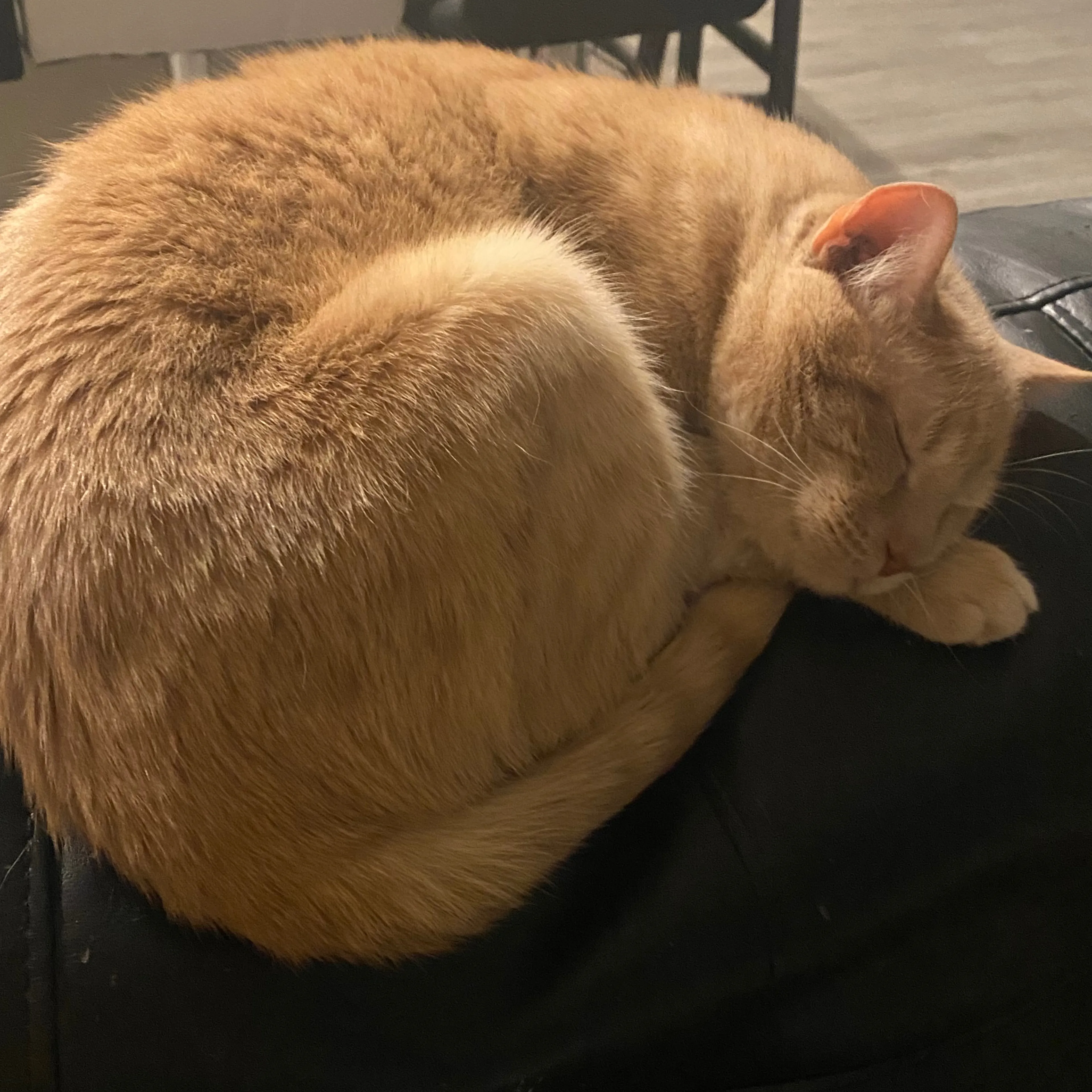 Lost pet-1