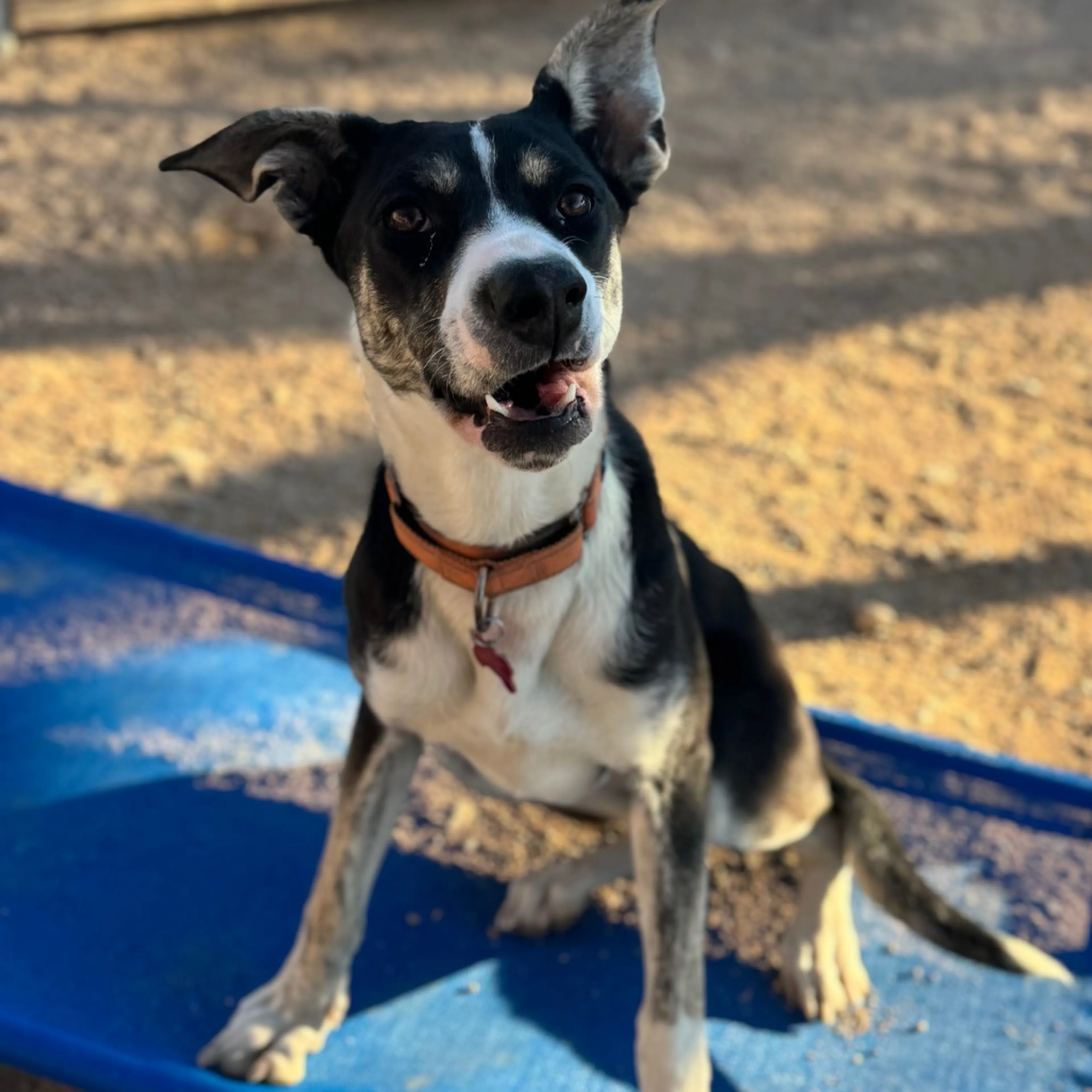 Found pet-6