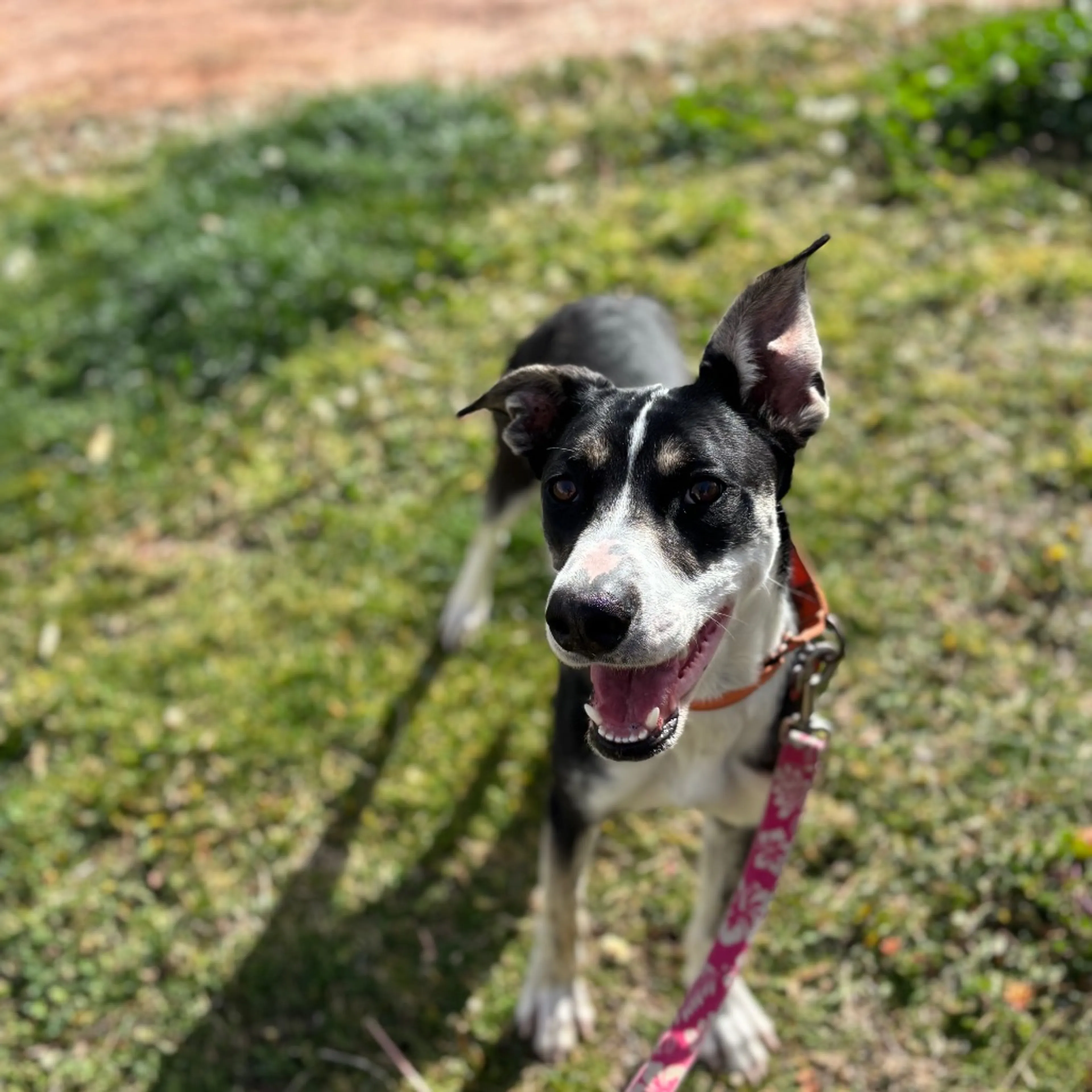 Found pet-4