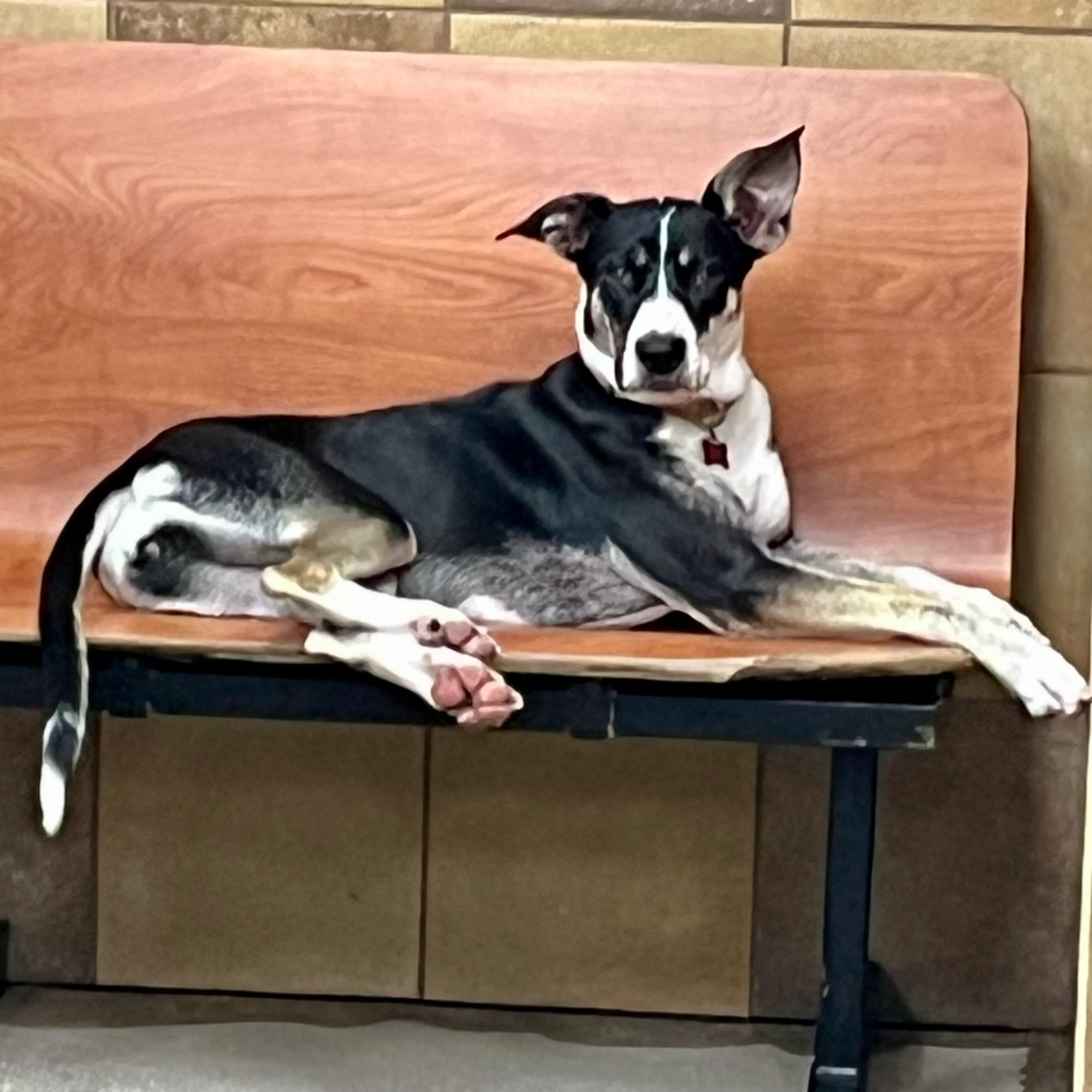 Found pet-11