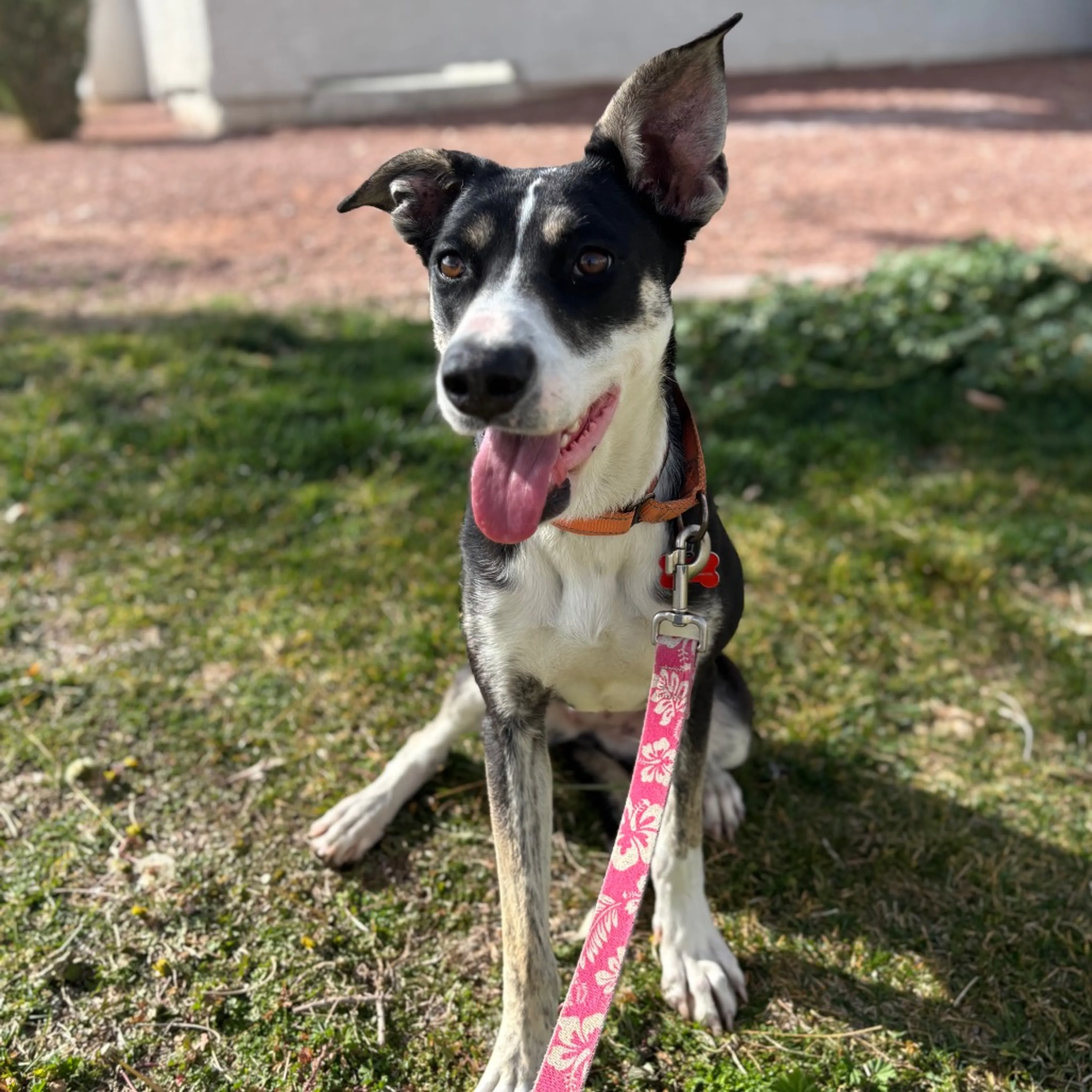 Found pet-1