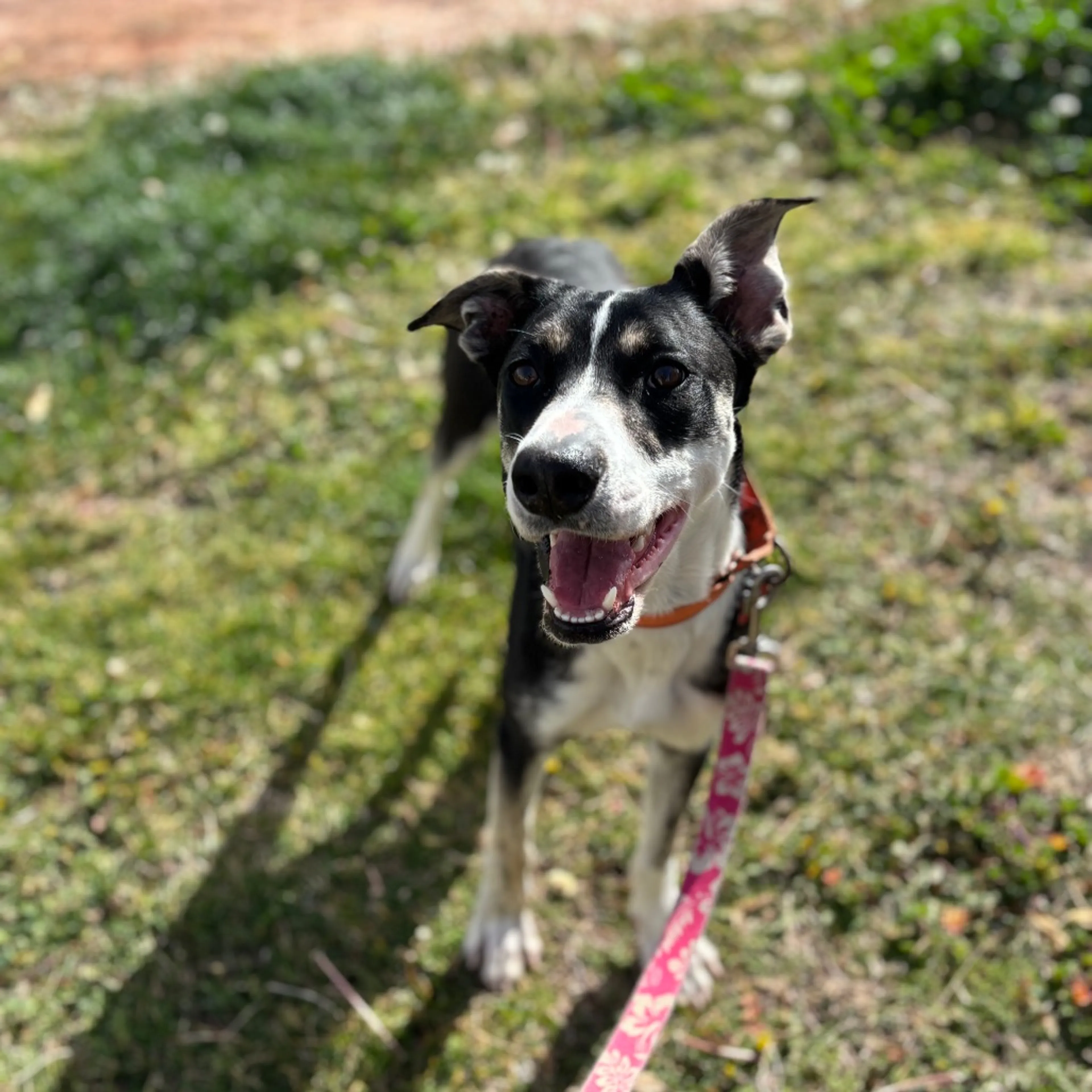 Found pet-3