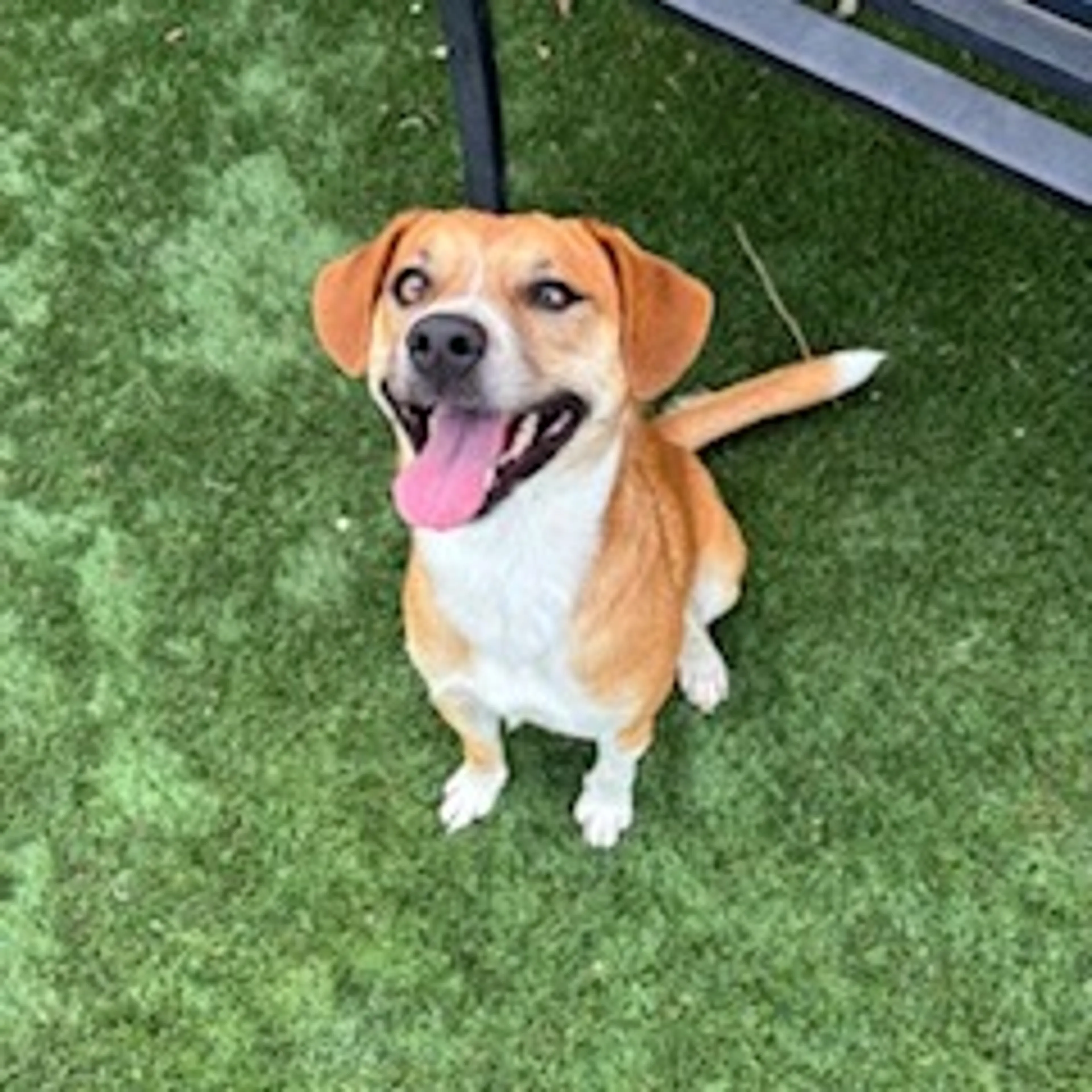 Found pet-8
