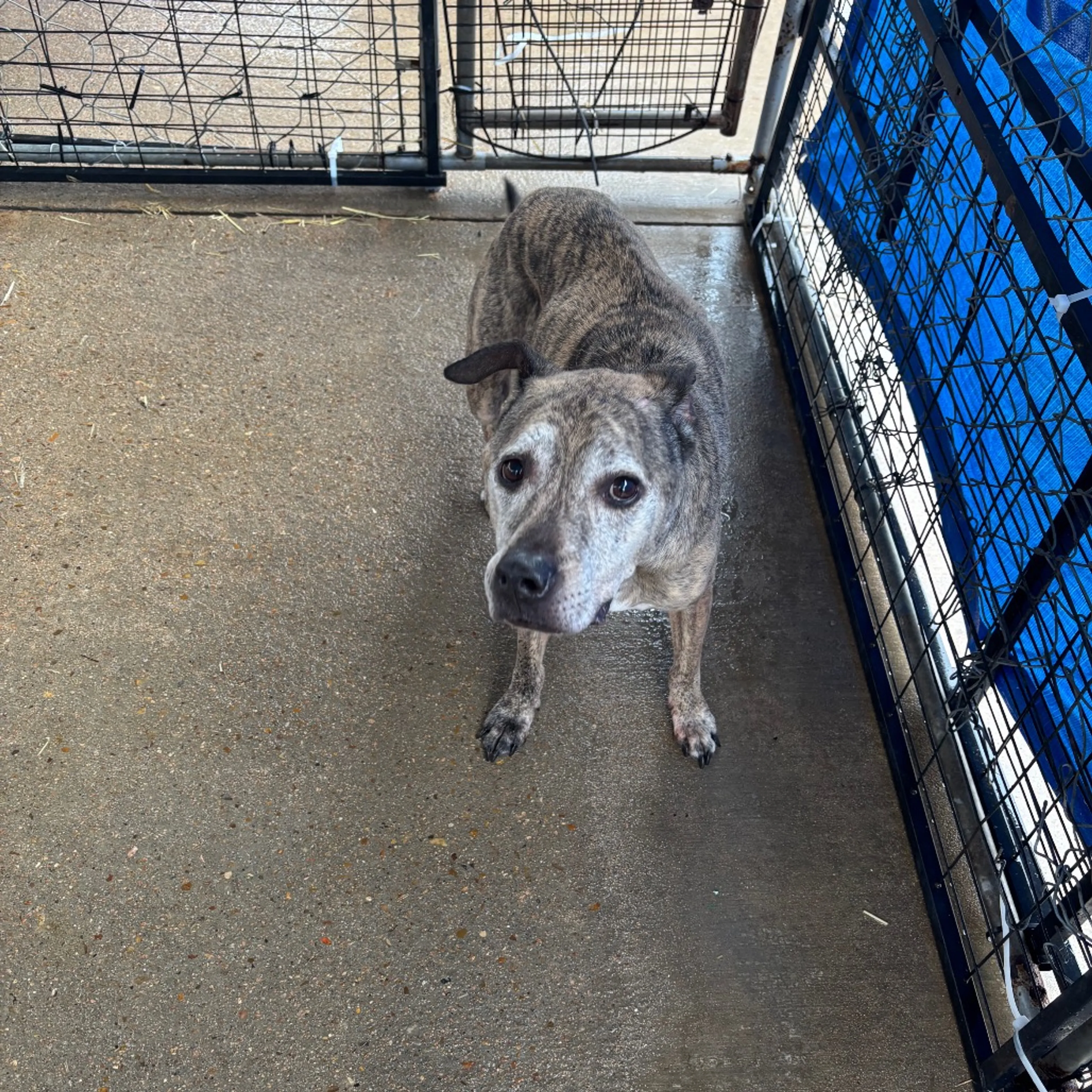 Found pet-1