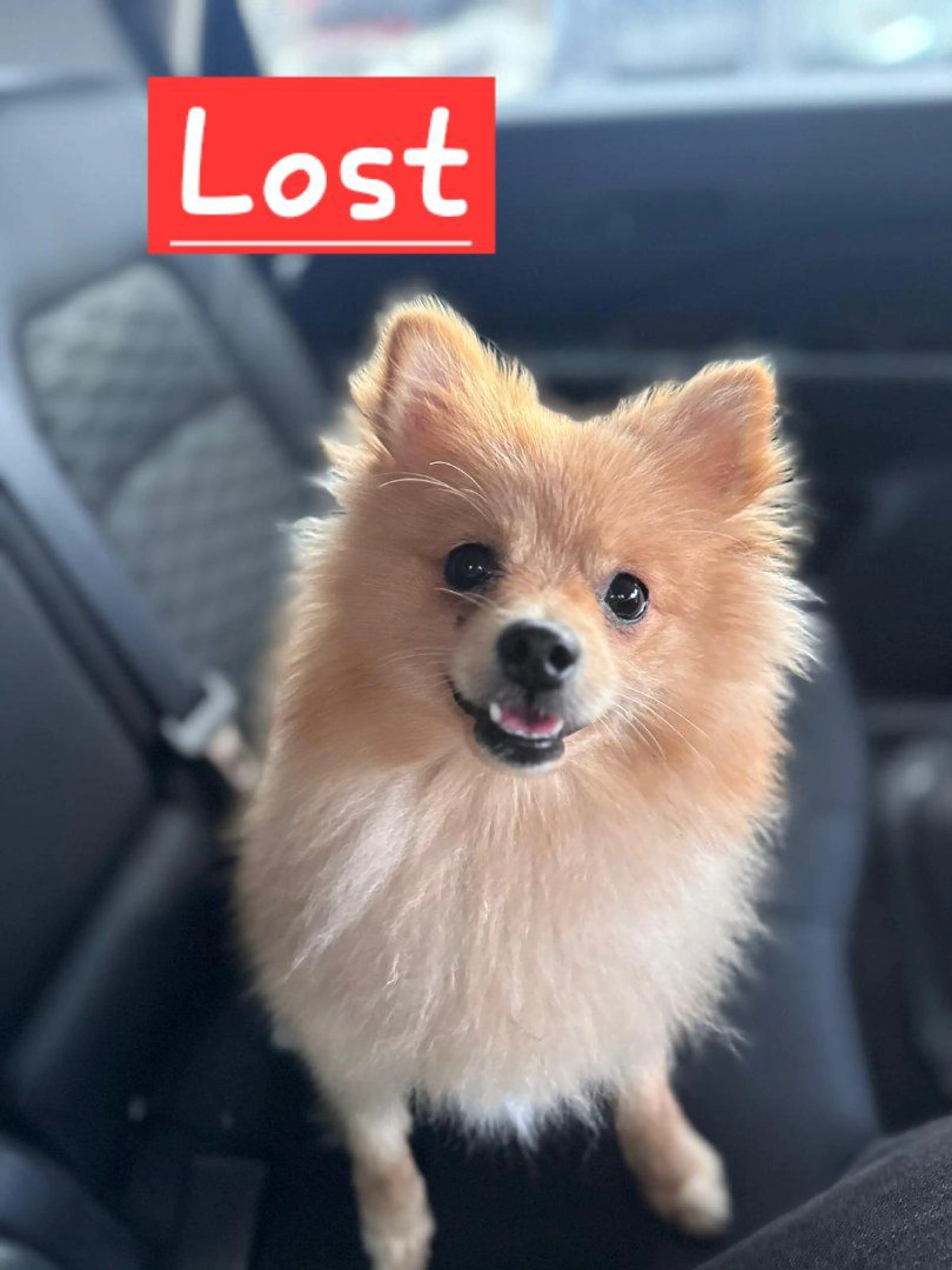 Lost pet-0