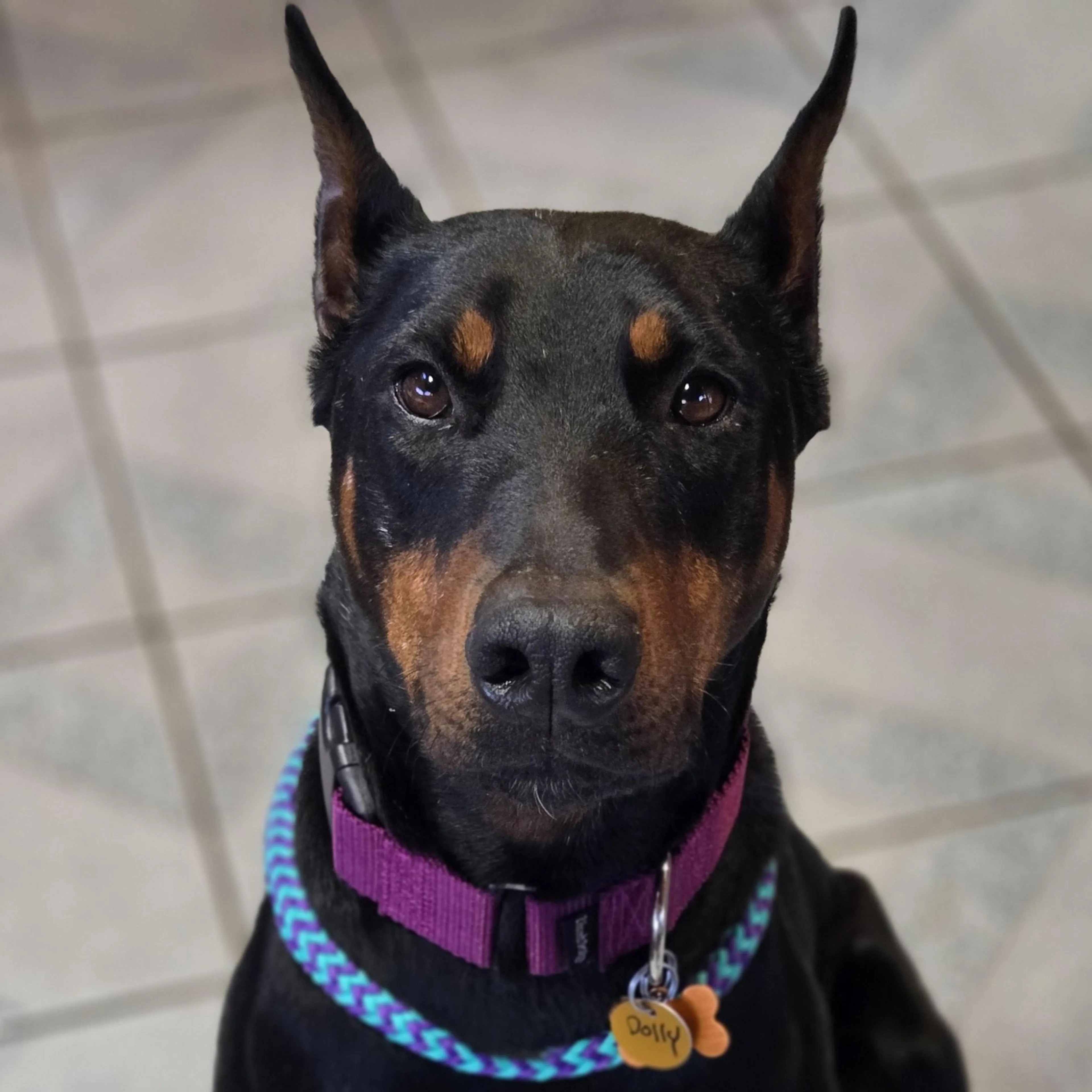 Found pet-1