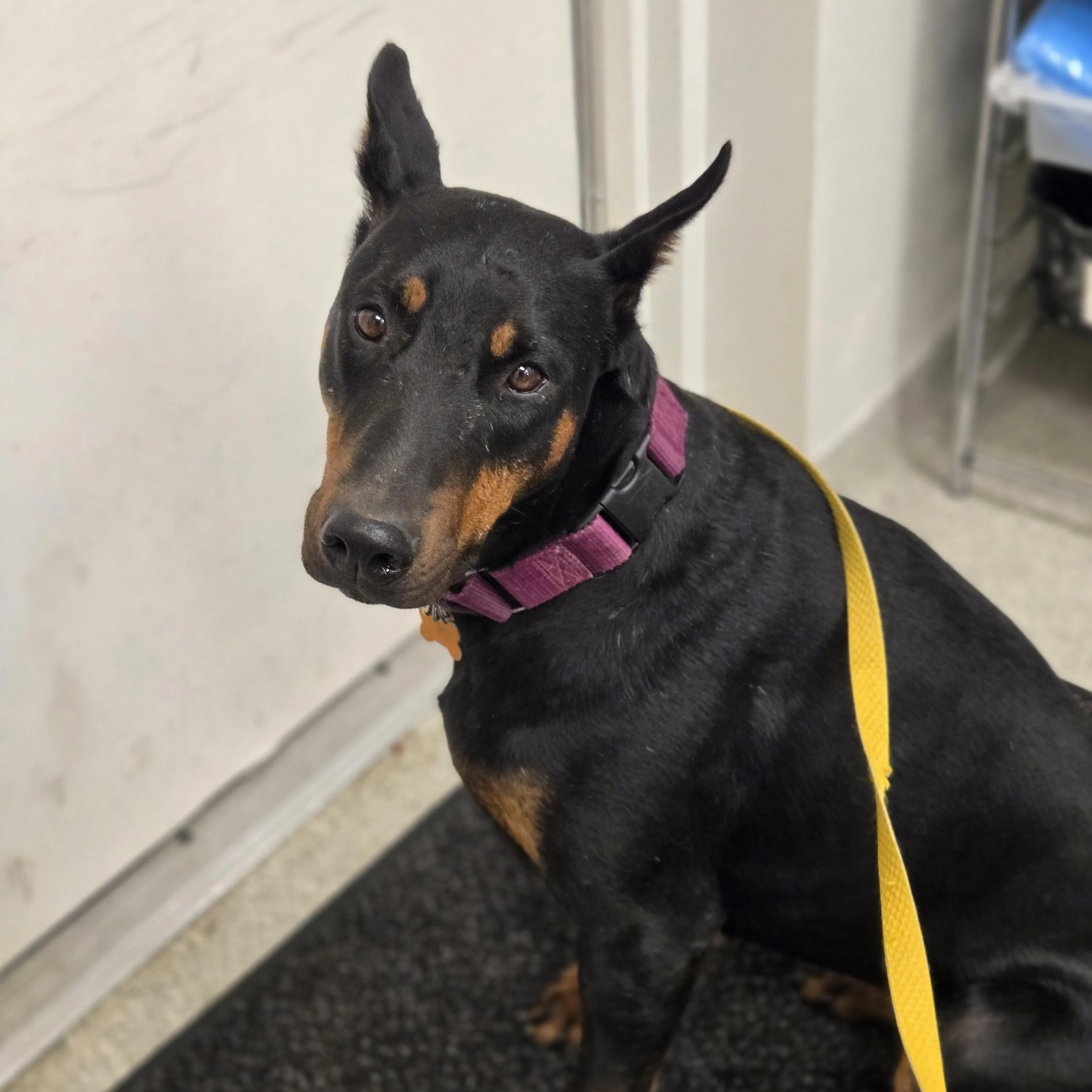 Found pet-4