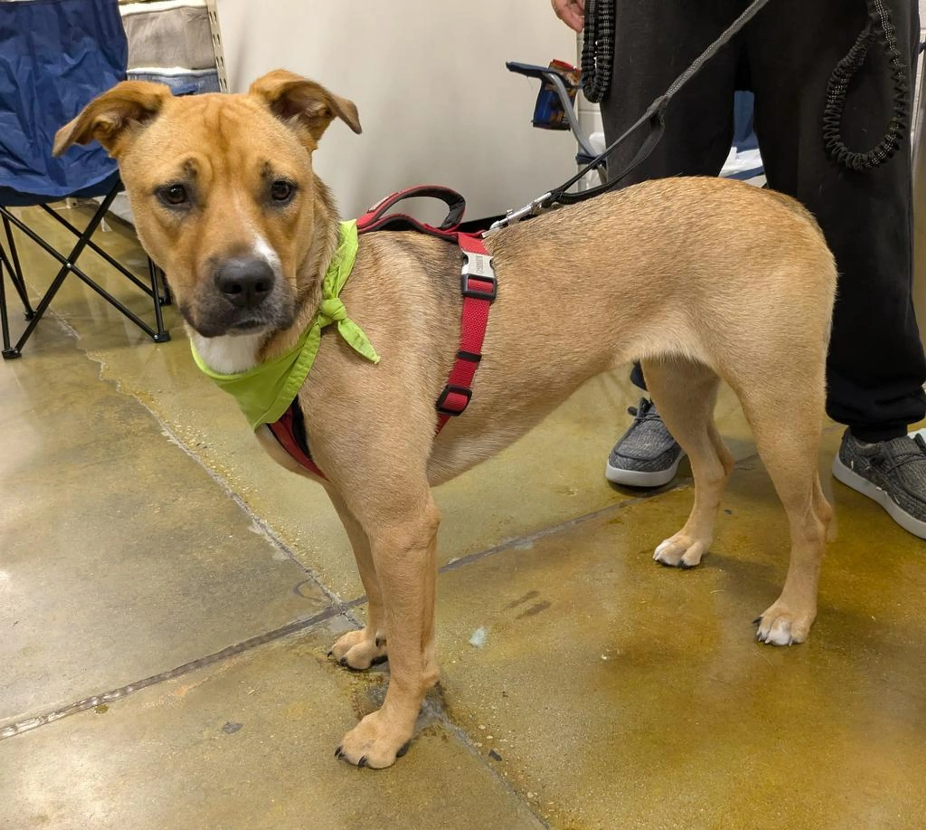 Found pet-1