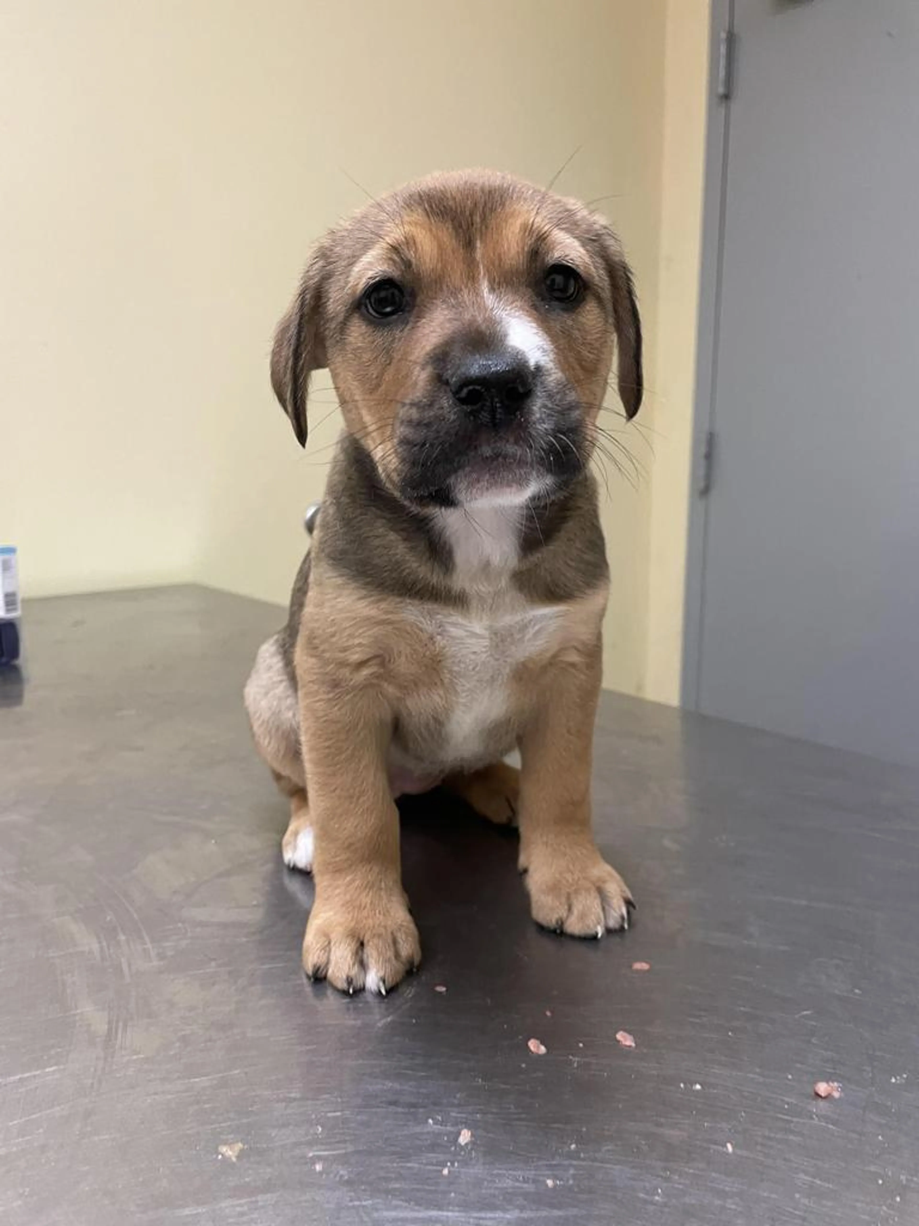 Found pet-2