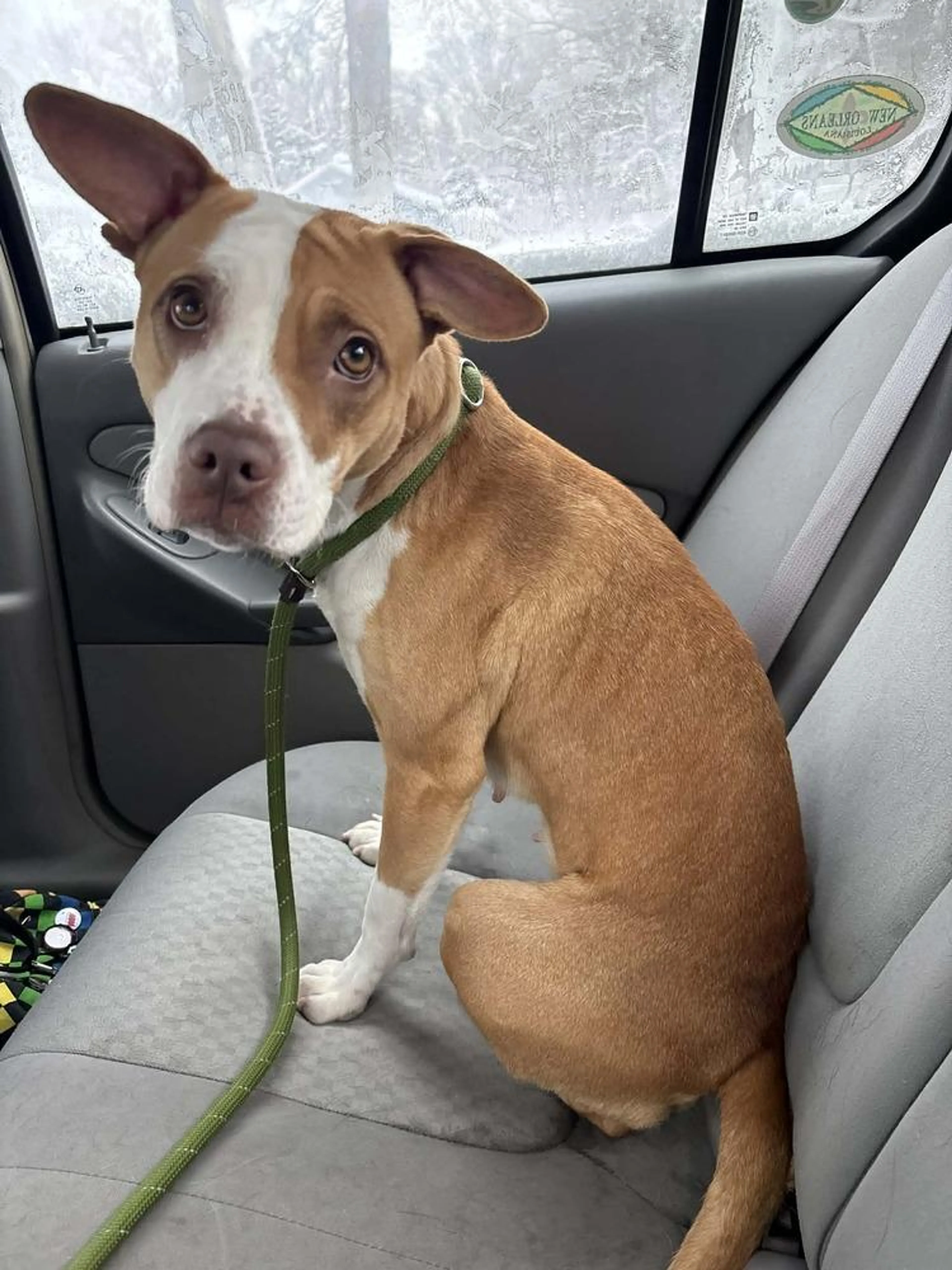 Found pet-4
