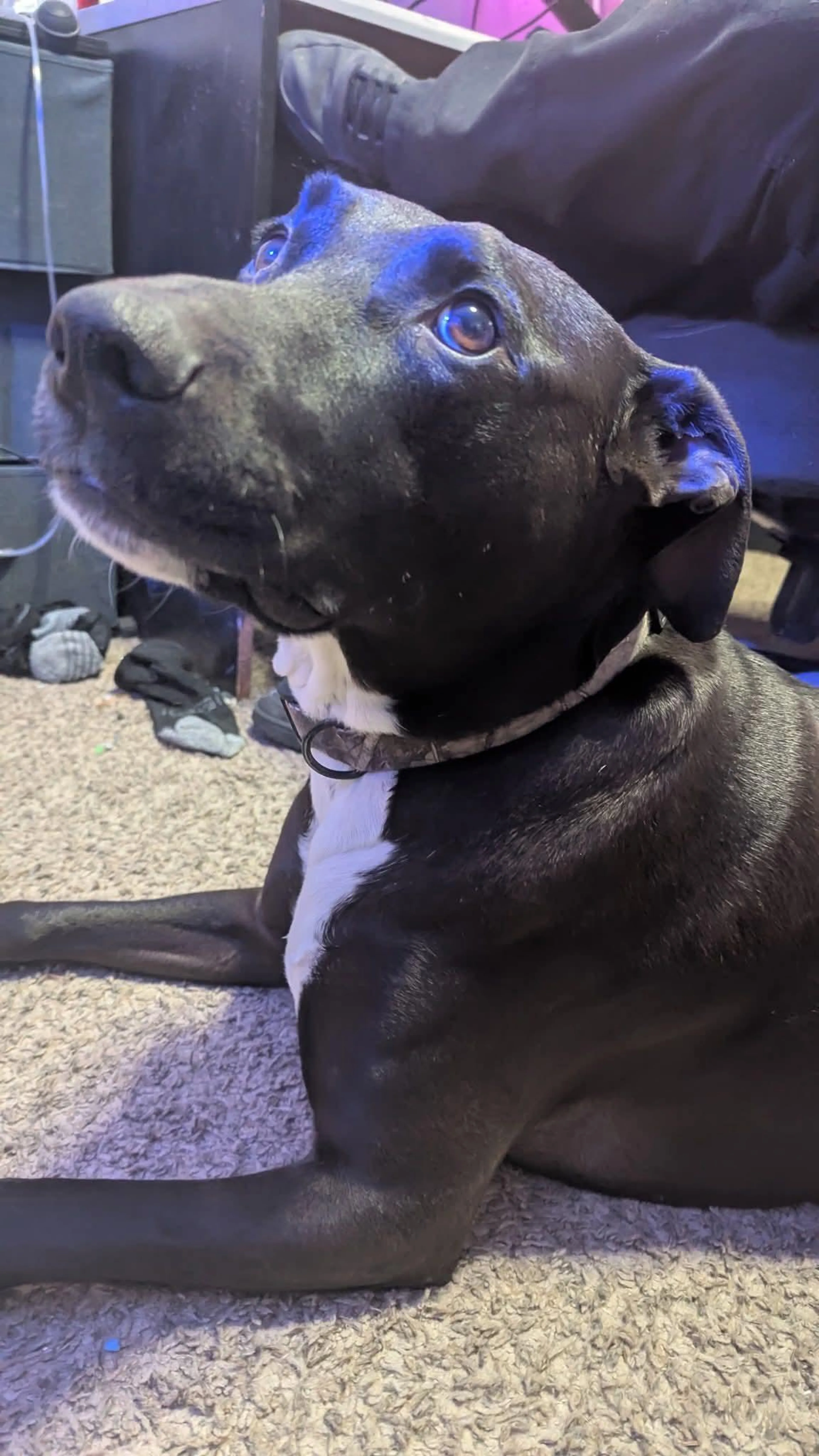Found pet-0