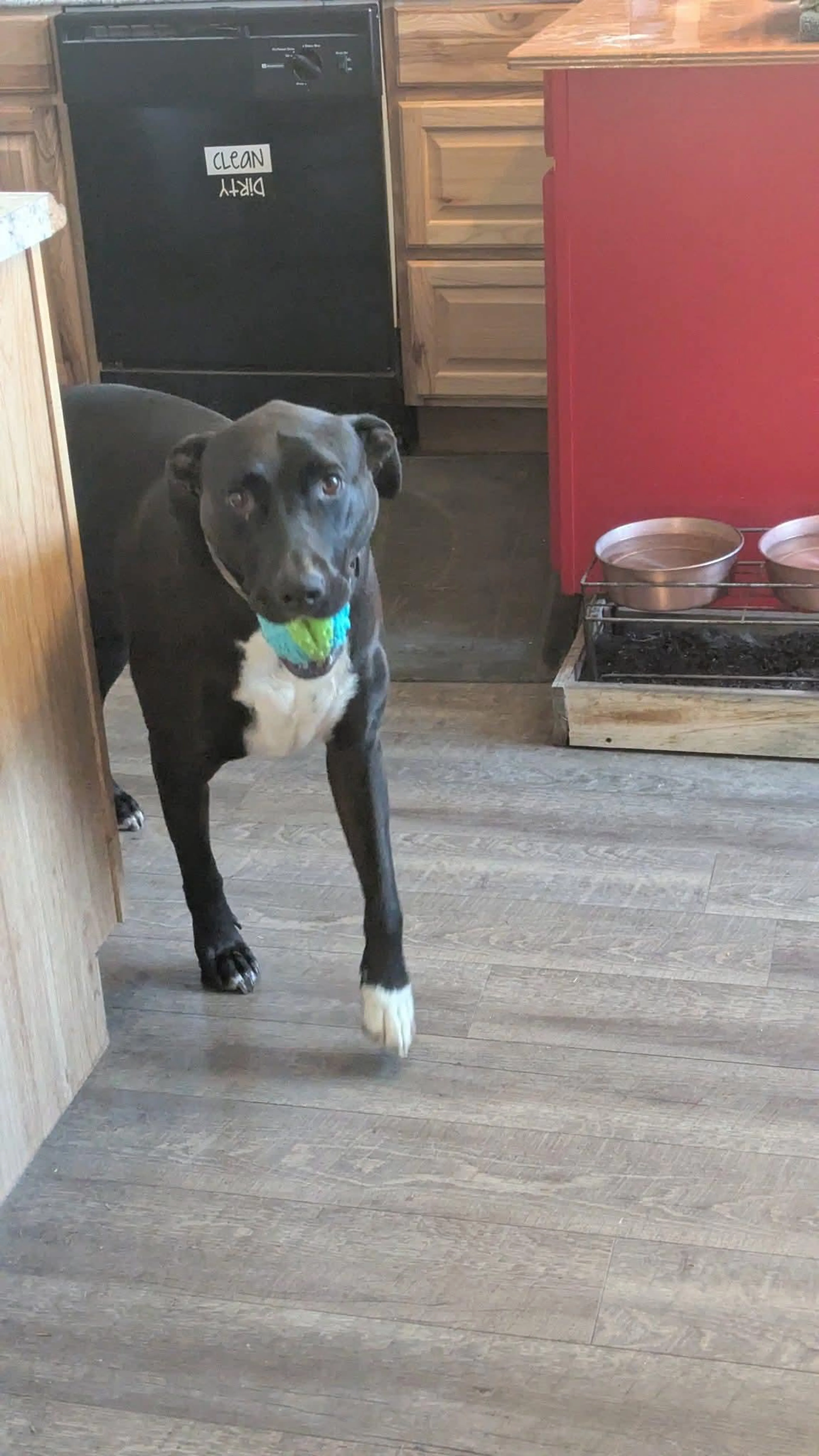 Found pet-1