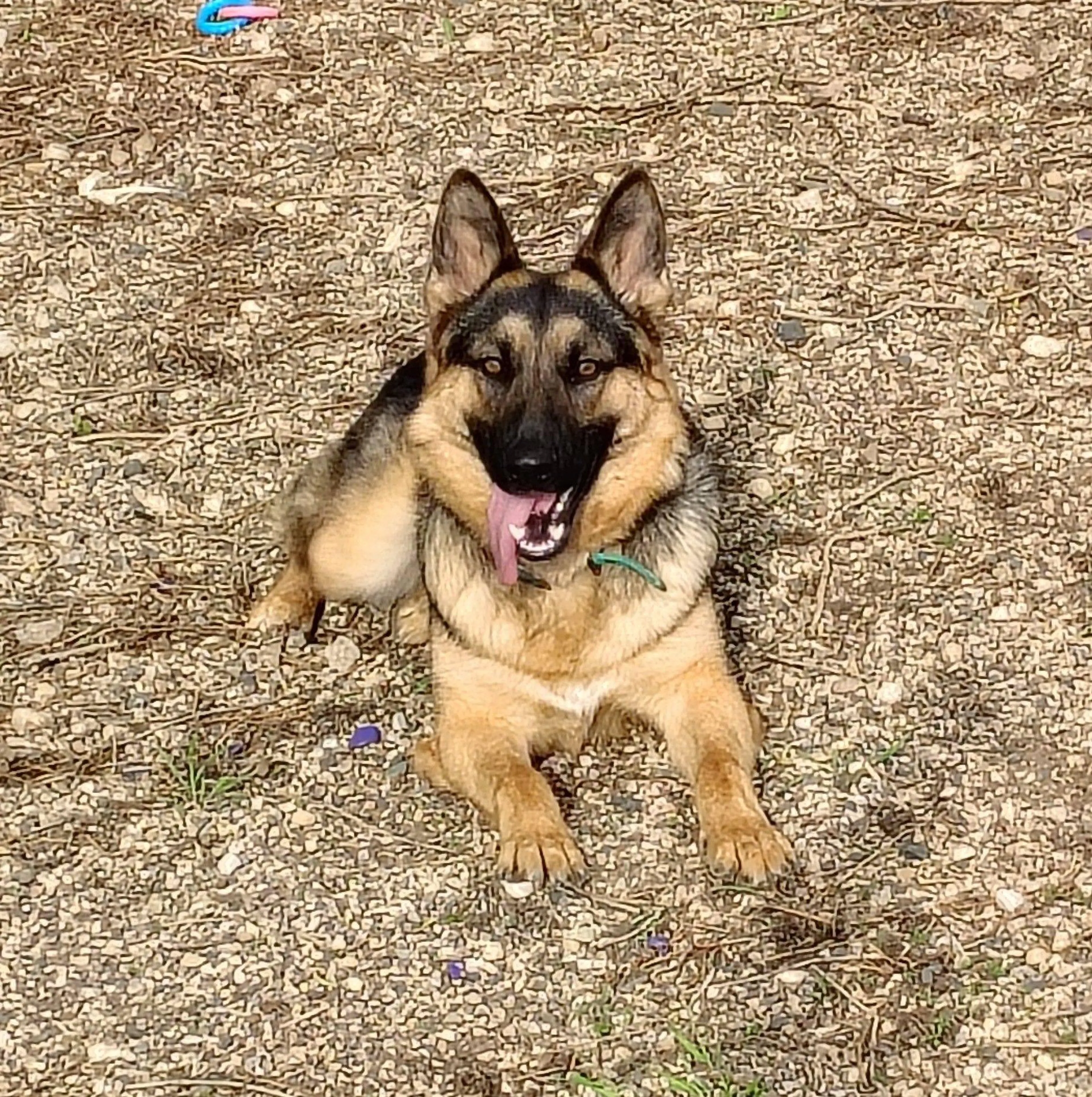 Found pet