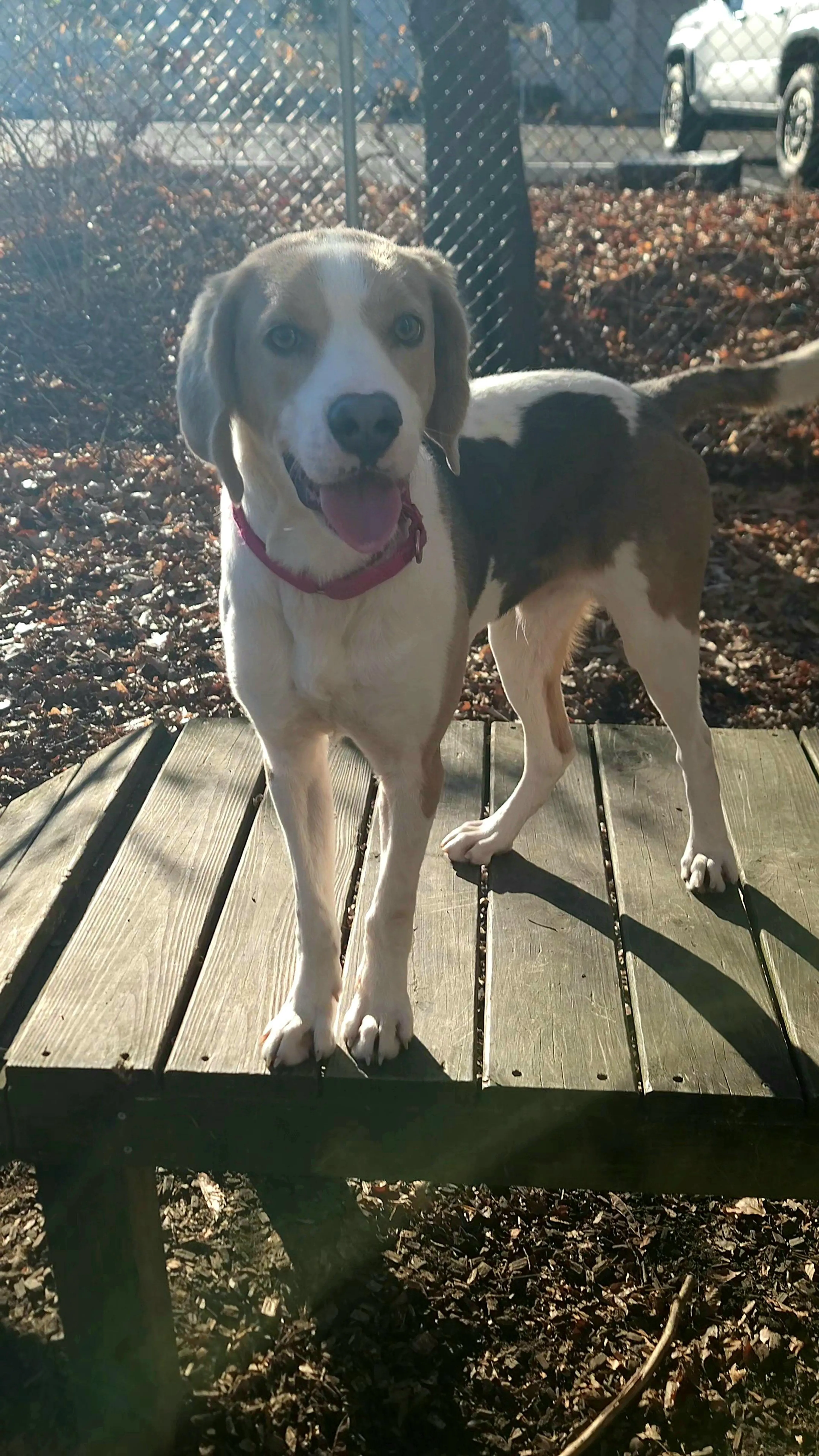 Found pet-1