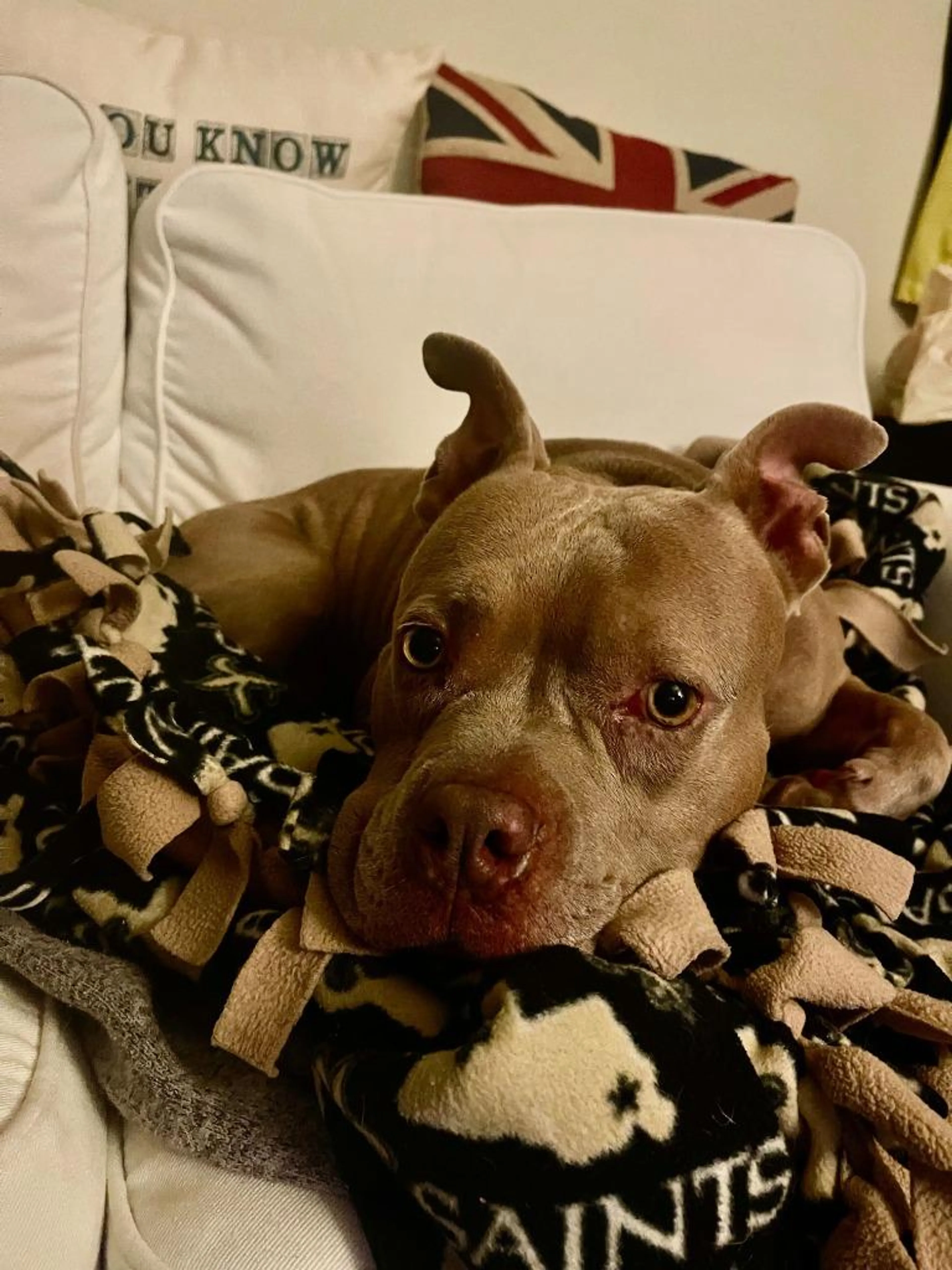 Found pet-3