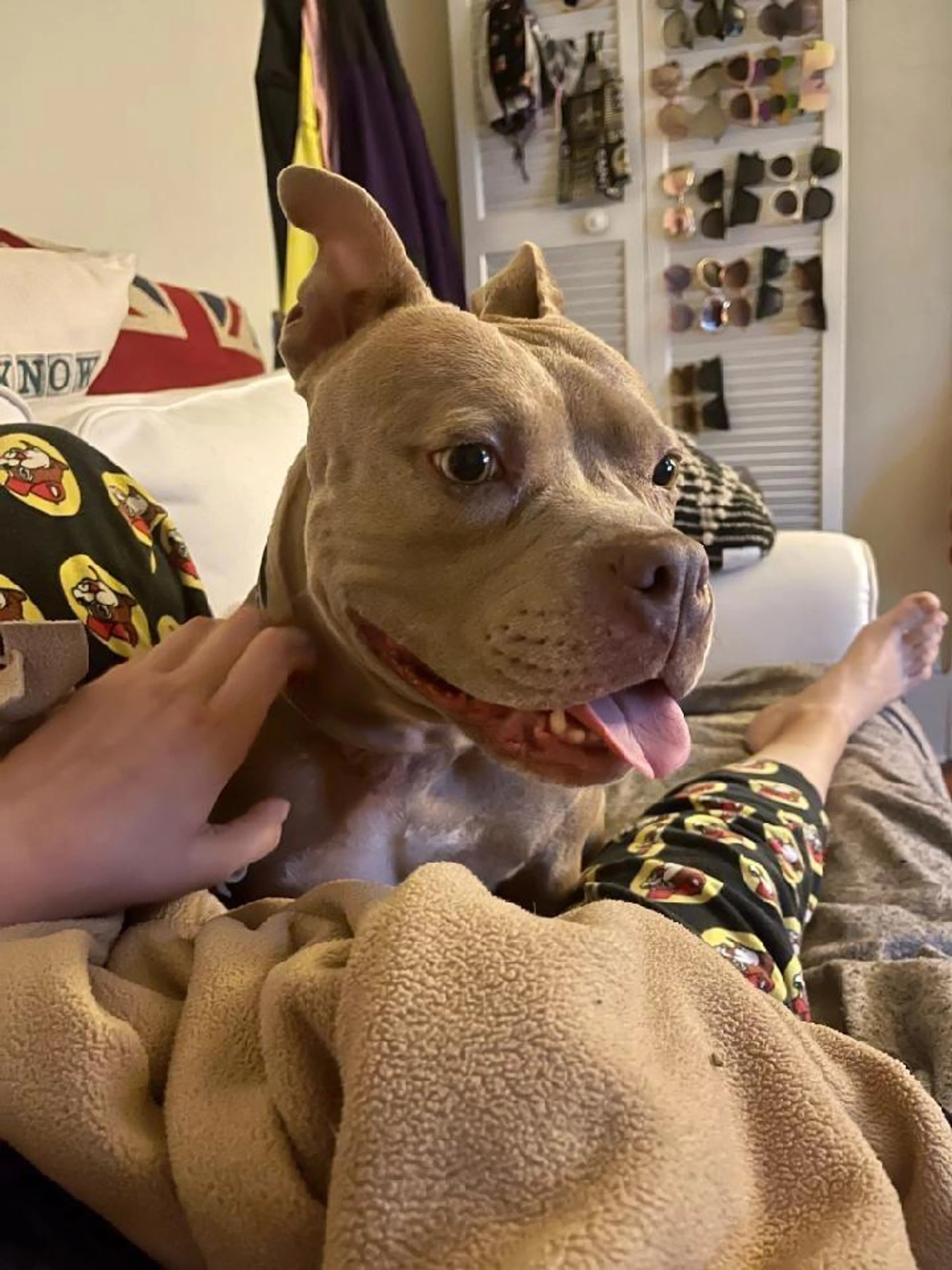 Found pet-2