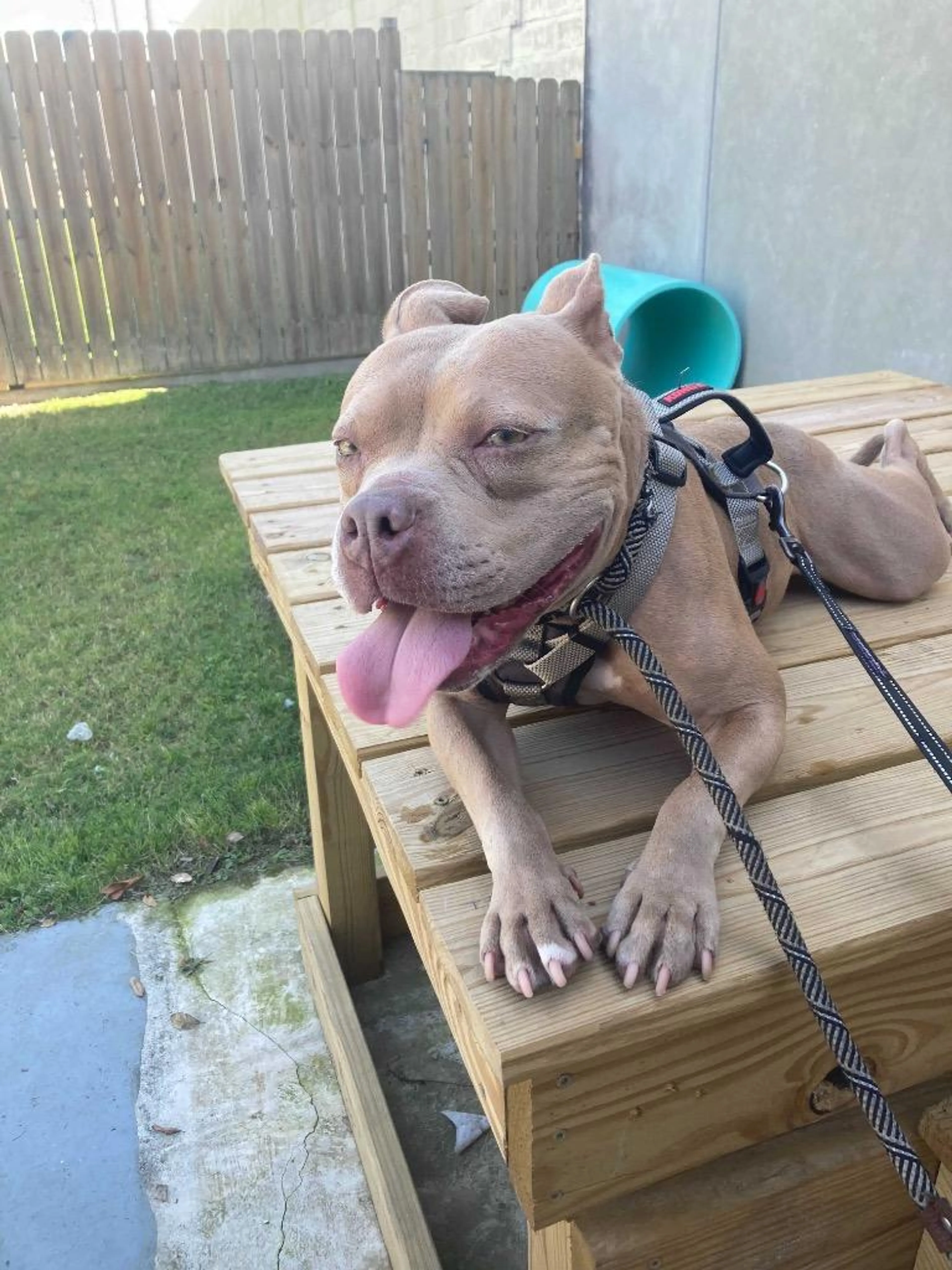 Found pet-5