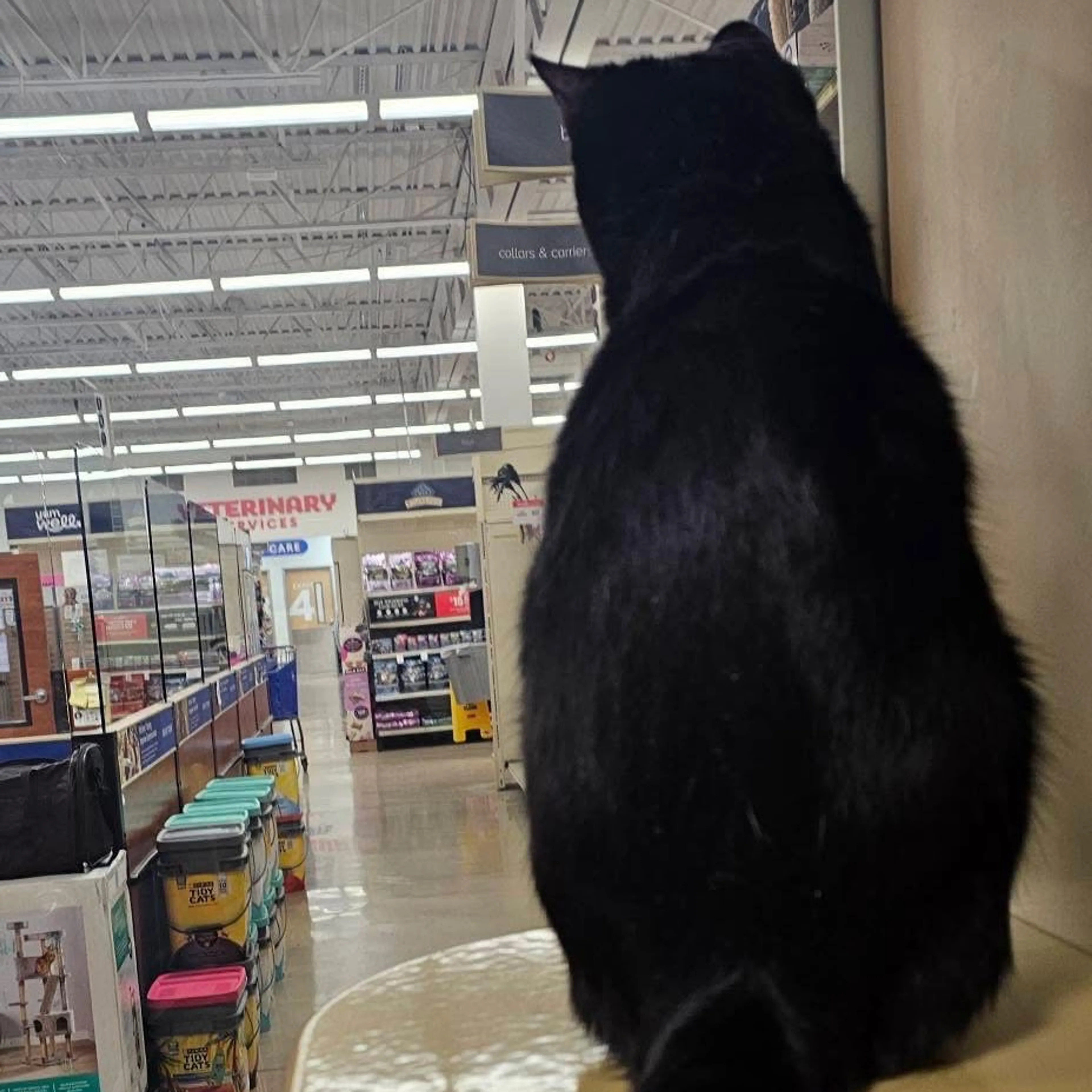 Found pet-20