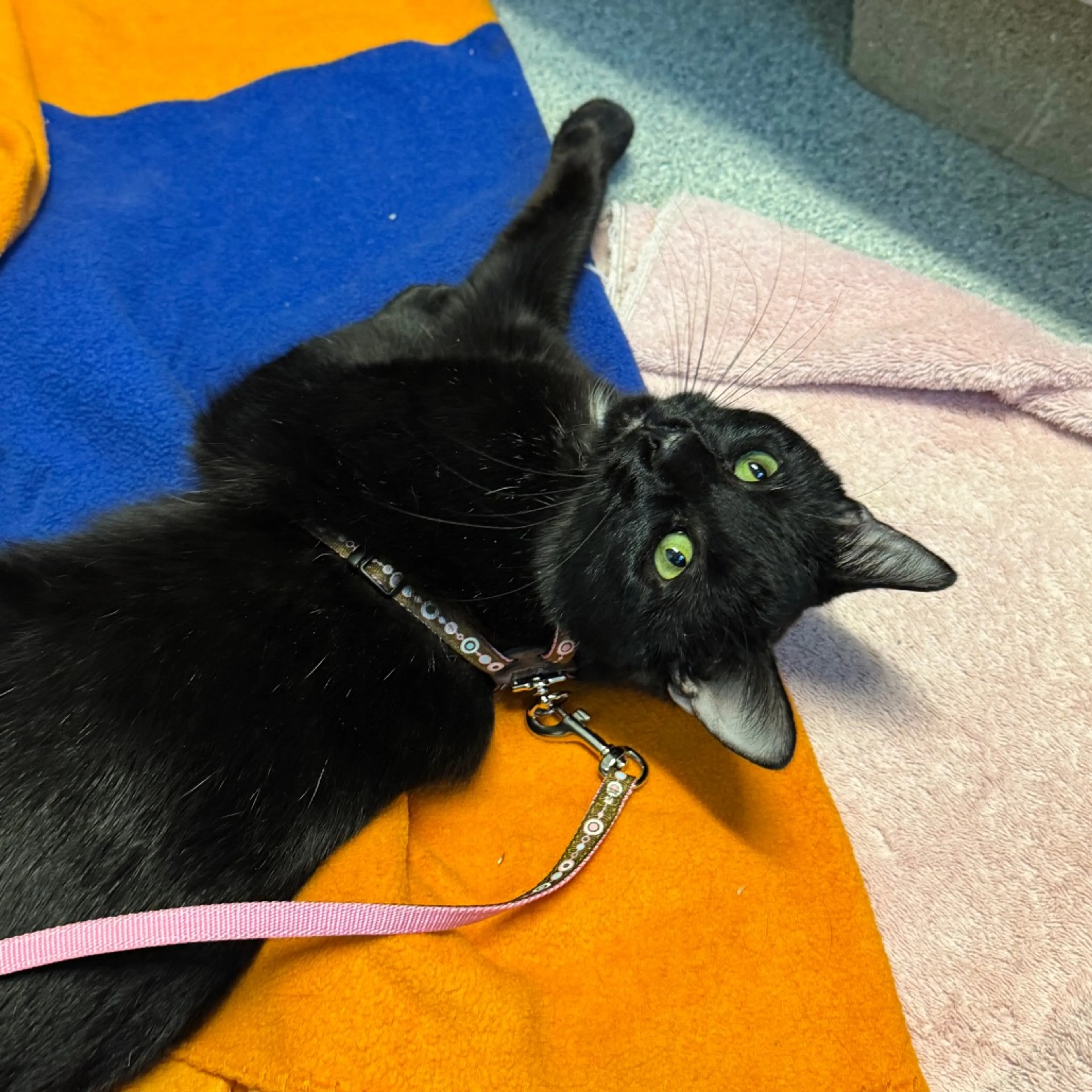 Found pet-19