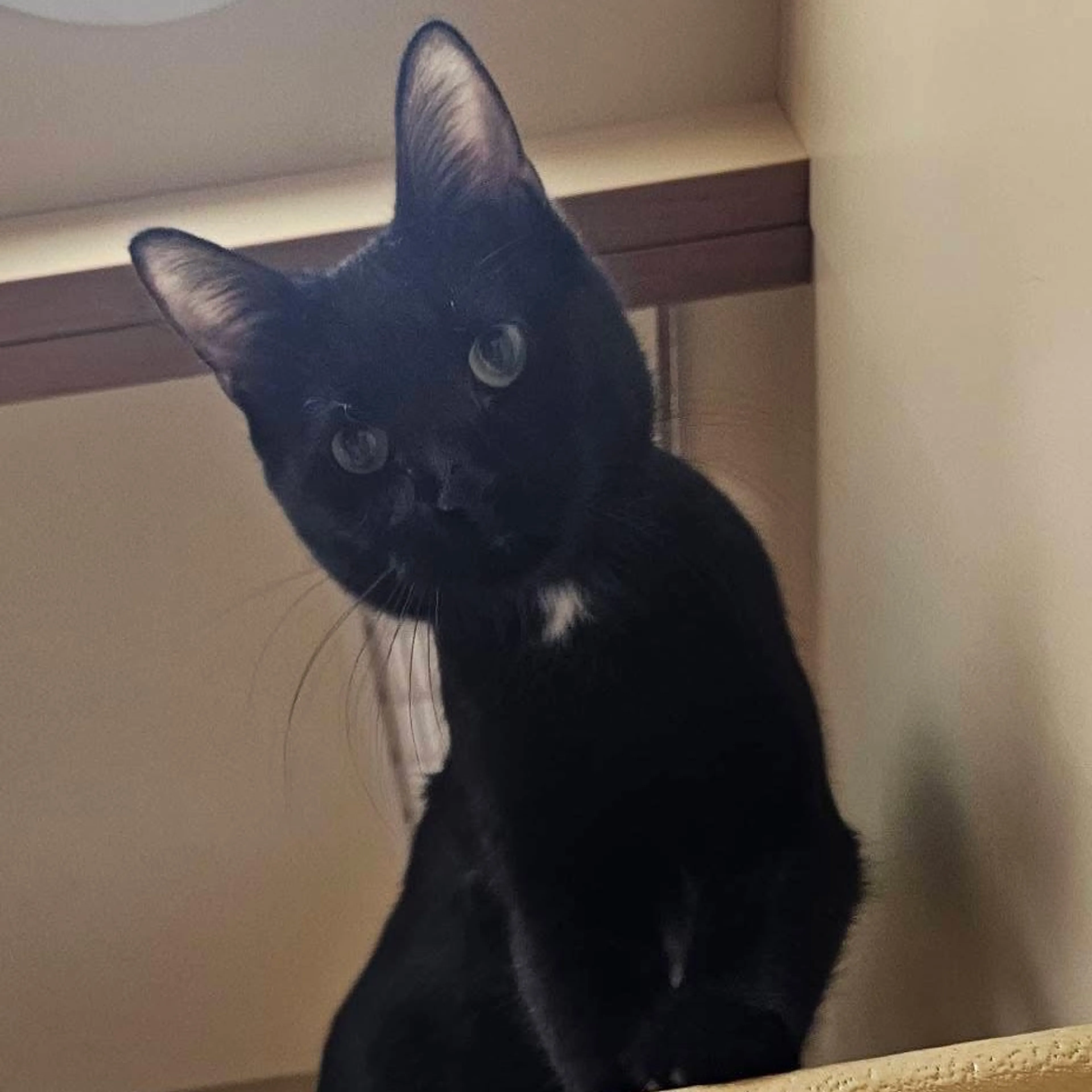 Found pet-21