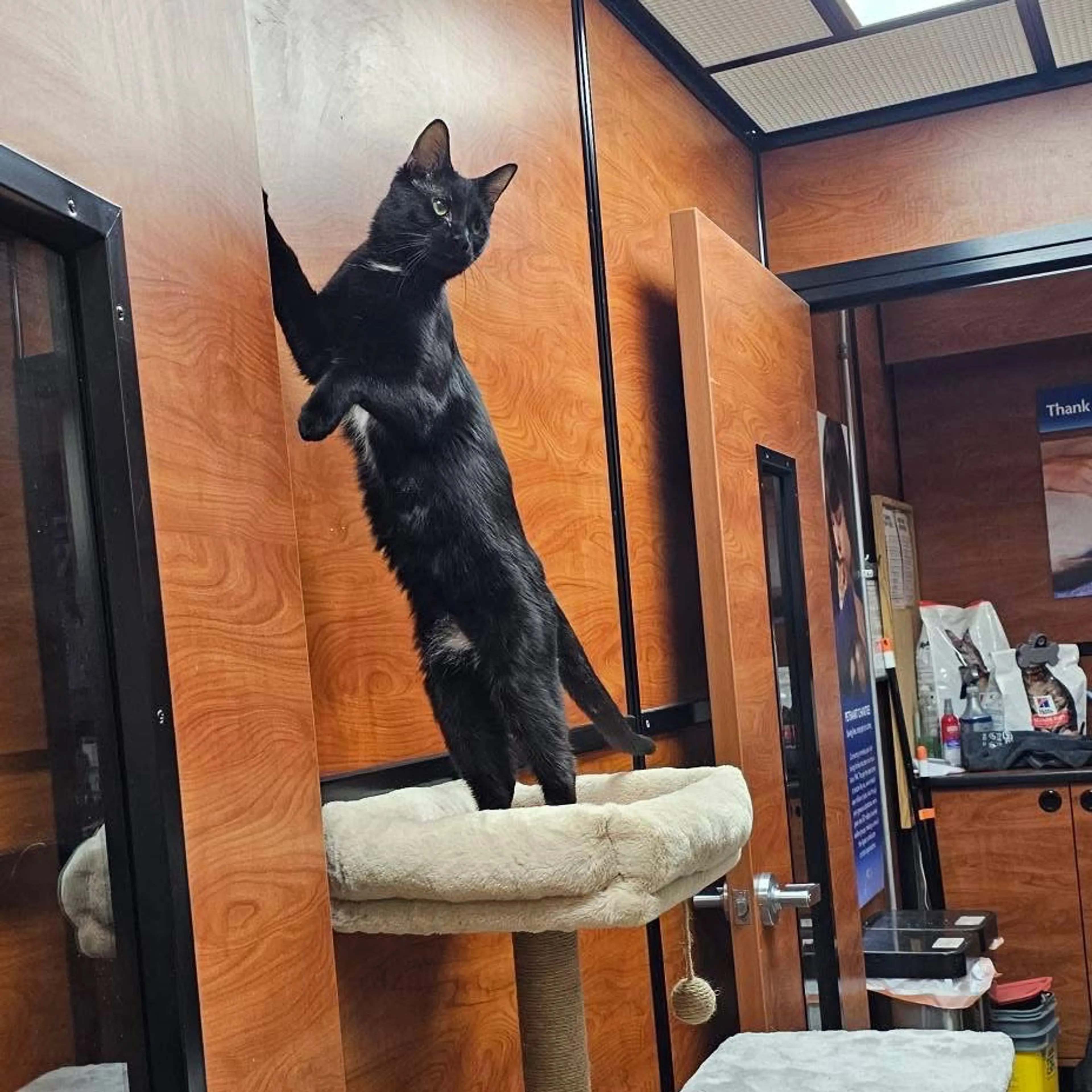 Found pet-24
