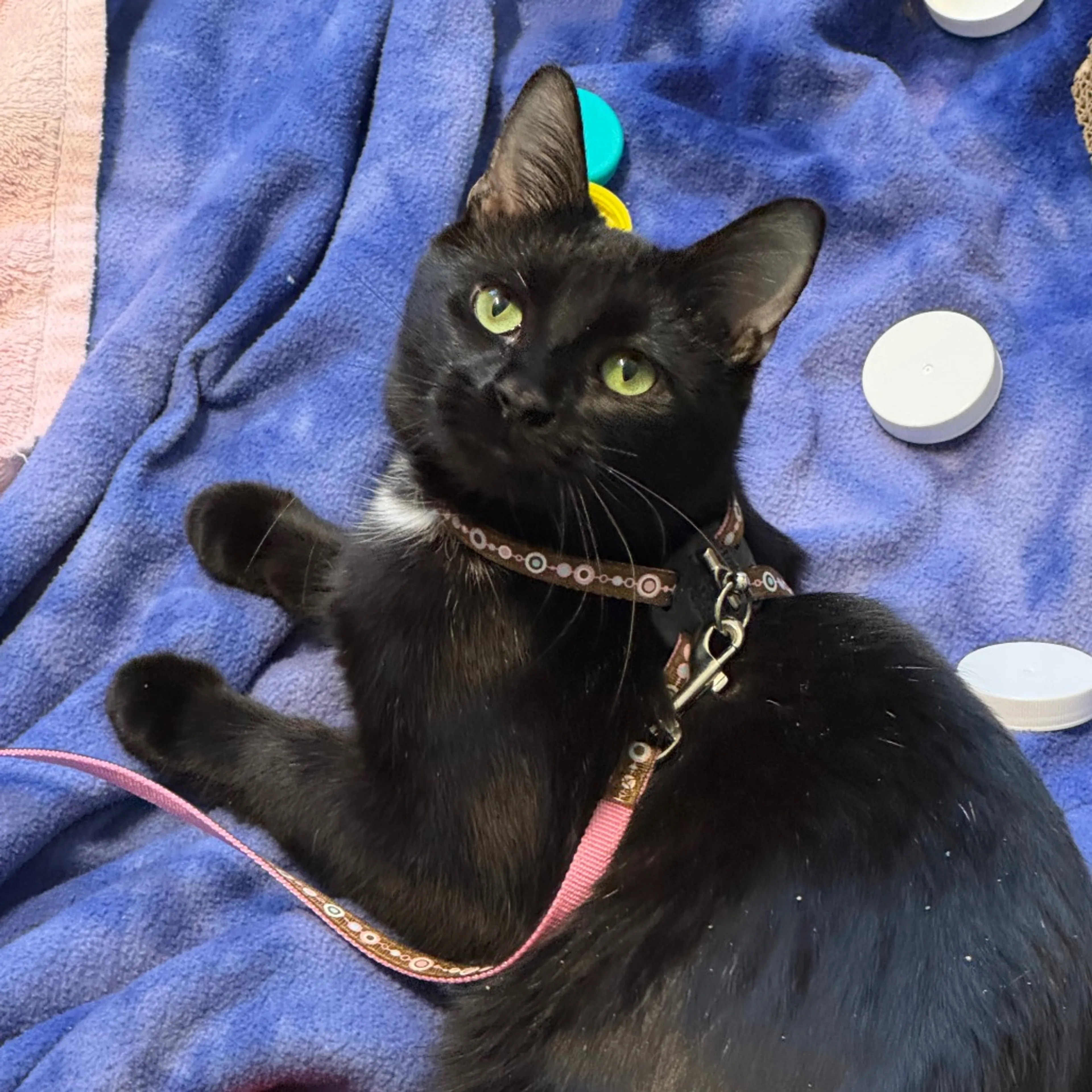 Found pet-16