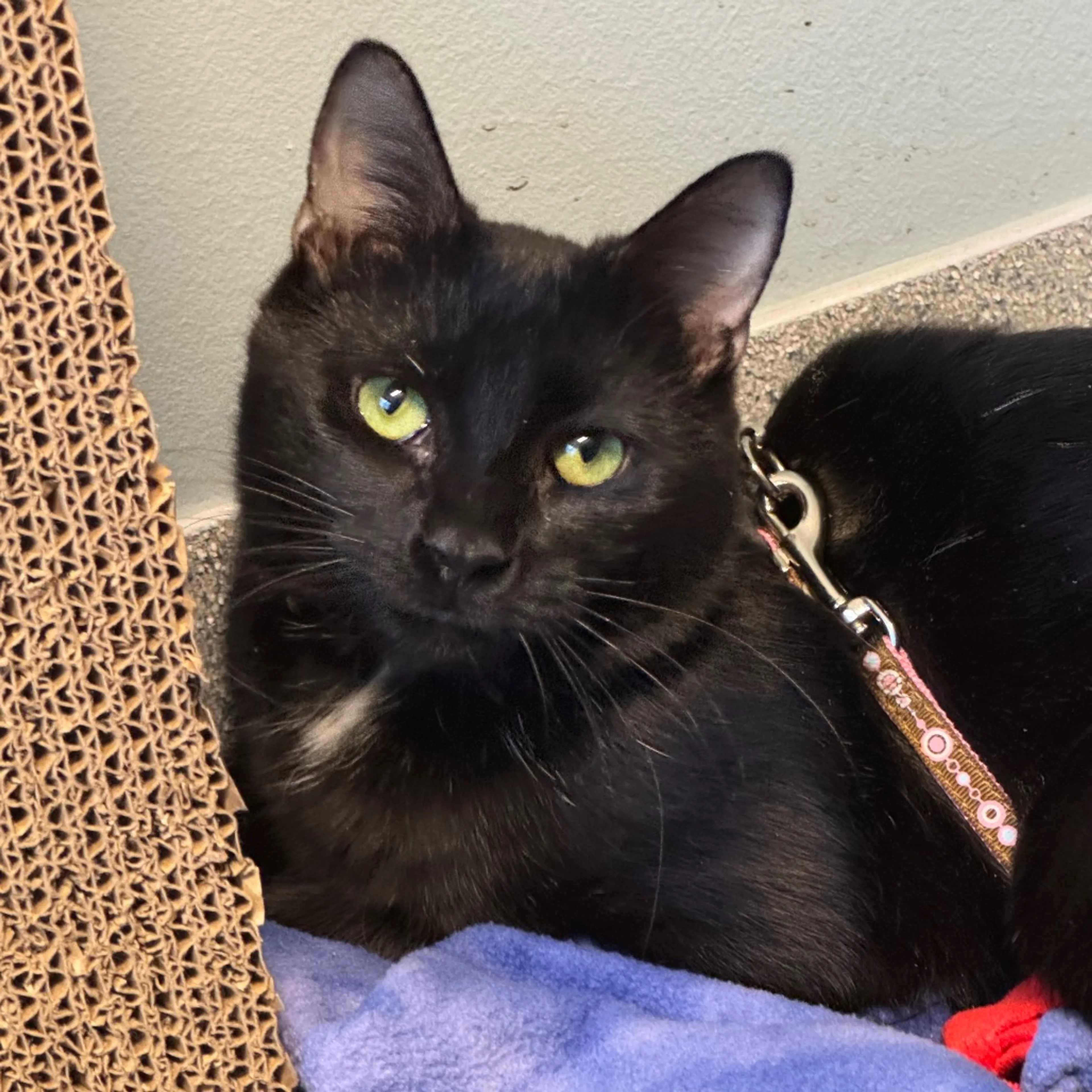Found pet-14