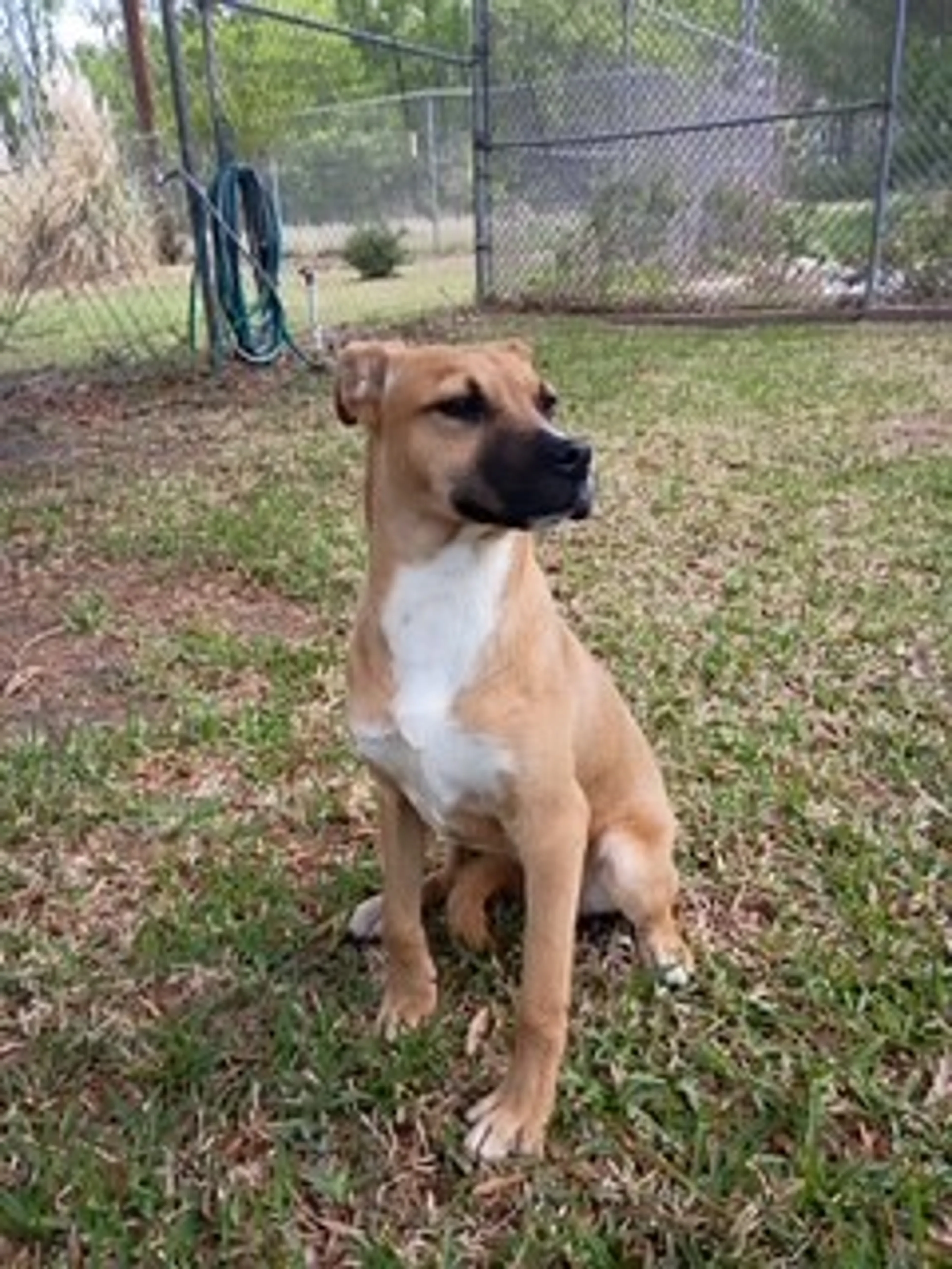 Found pet-1