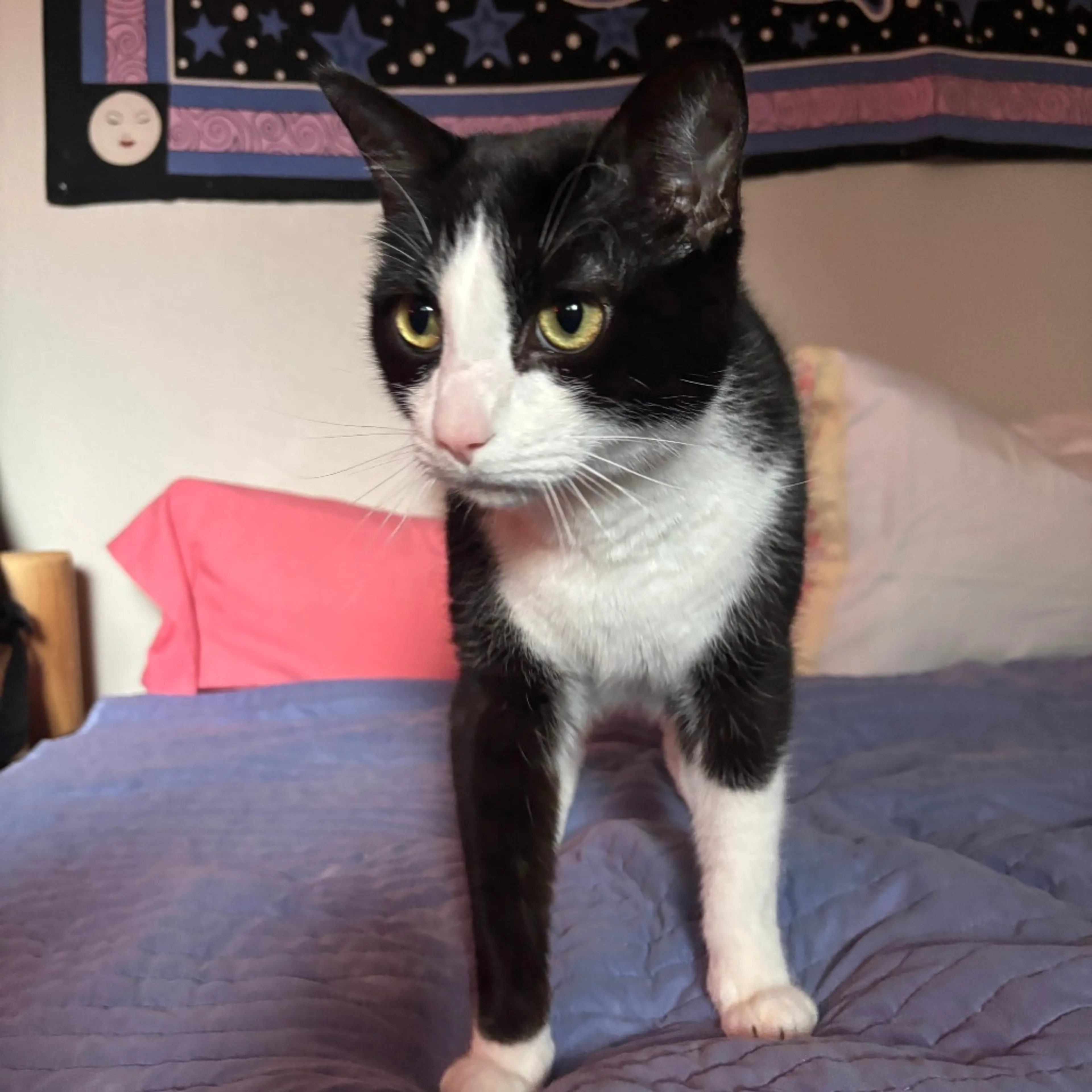 Found pet-2