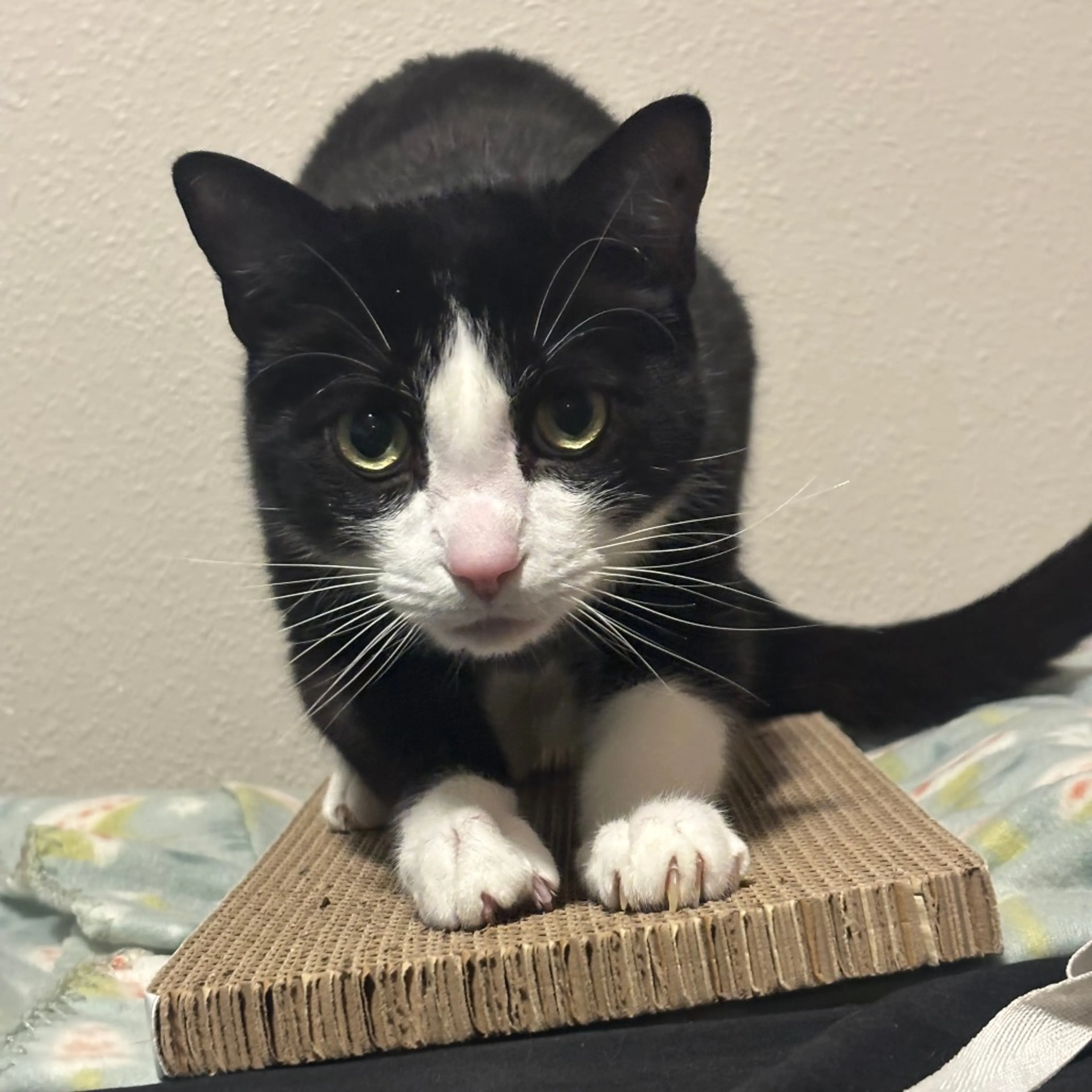 Found pet-1