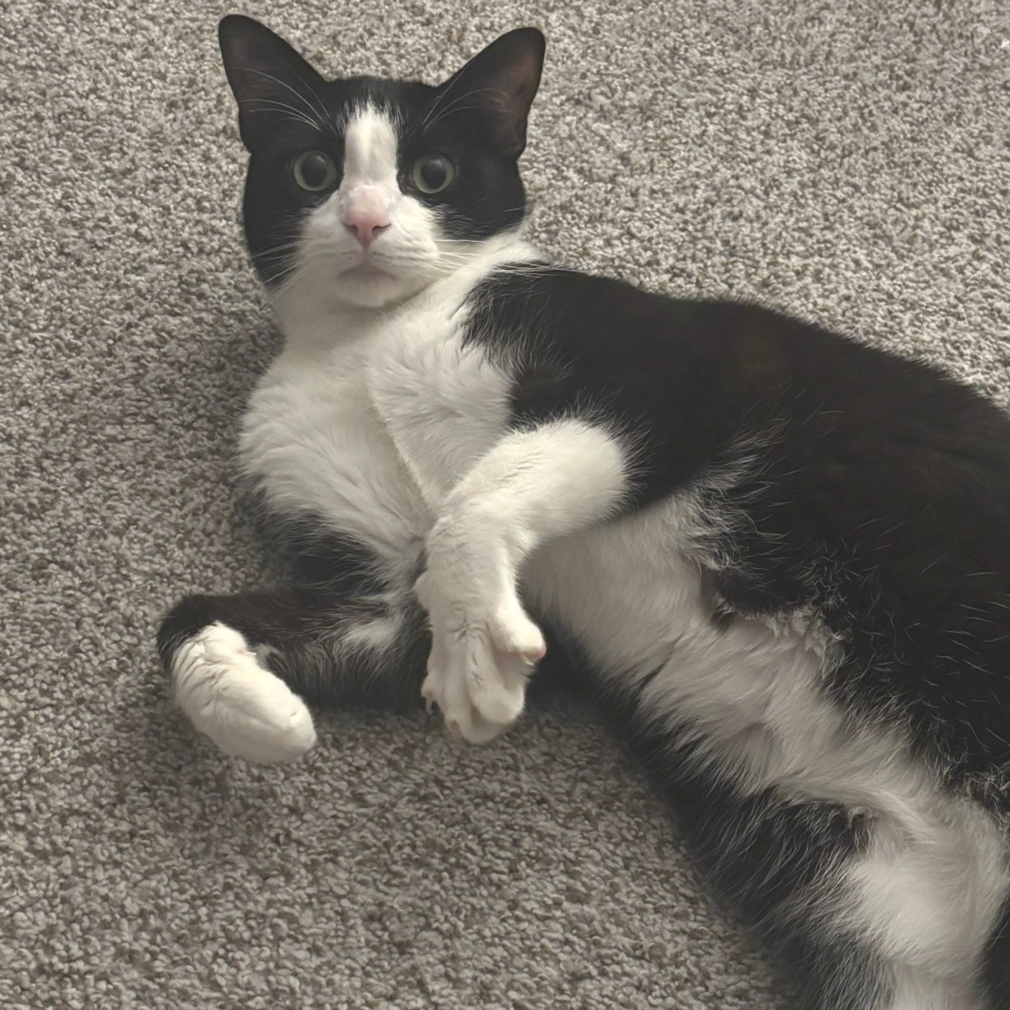 Found pet-0