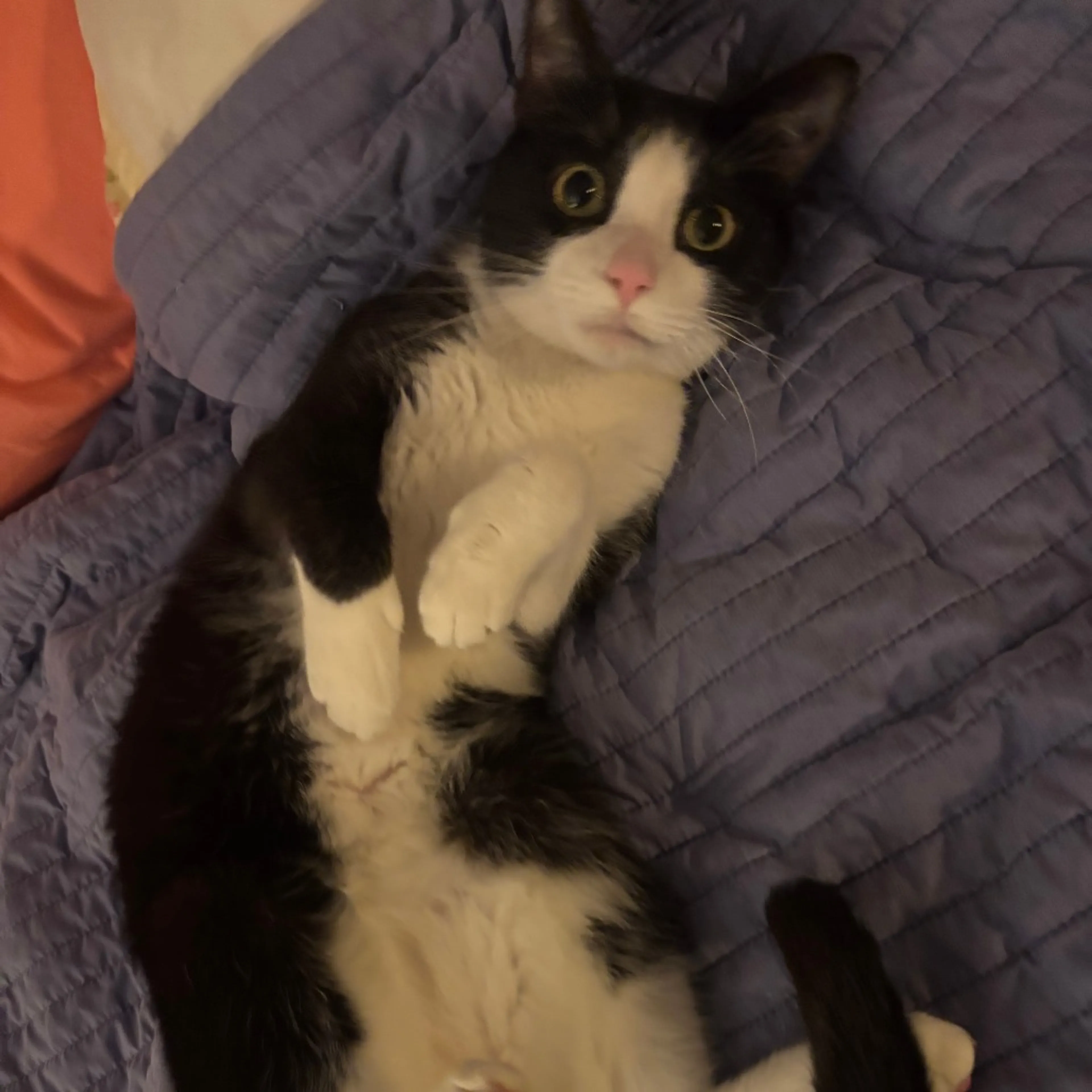 Found pet-3