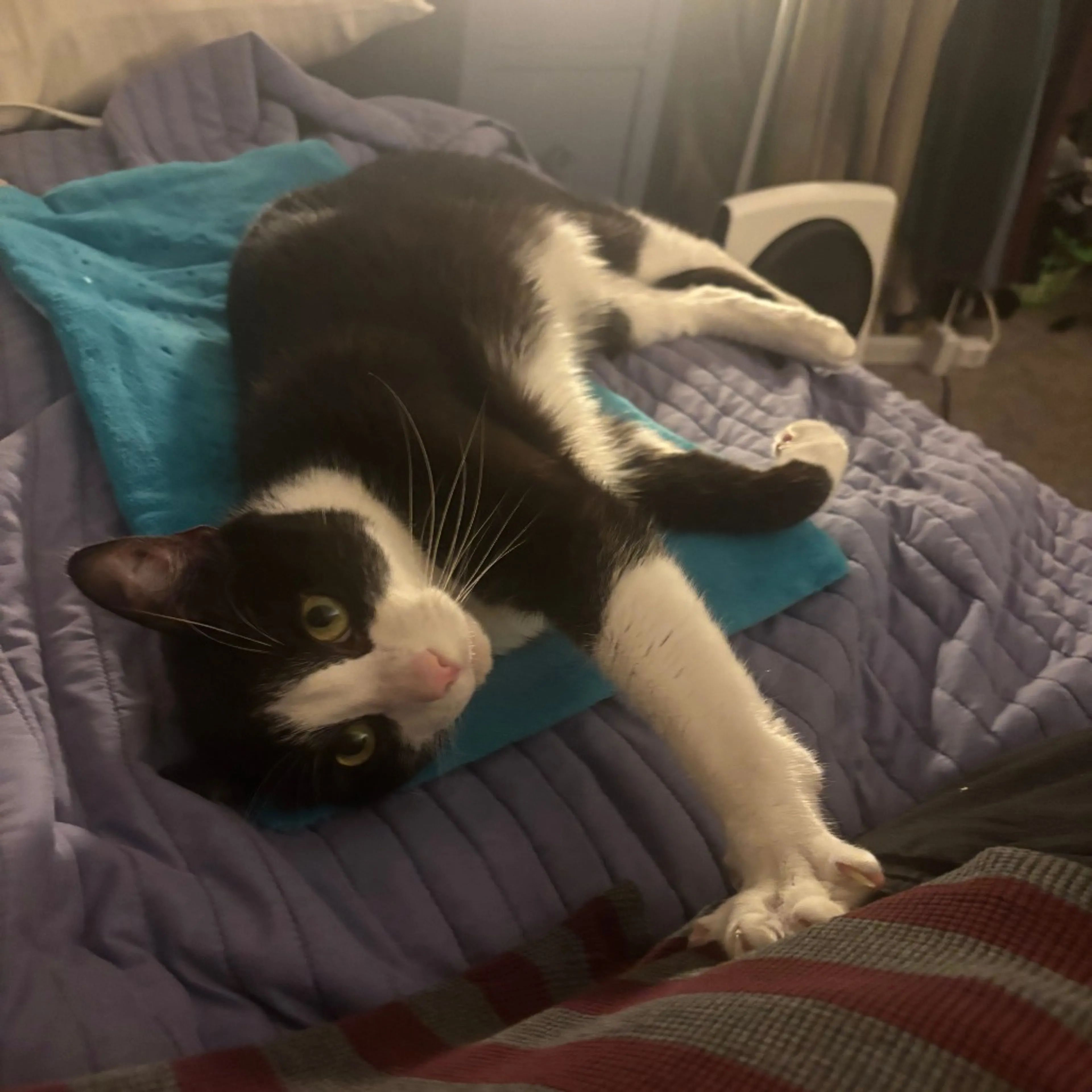 Found pet-4